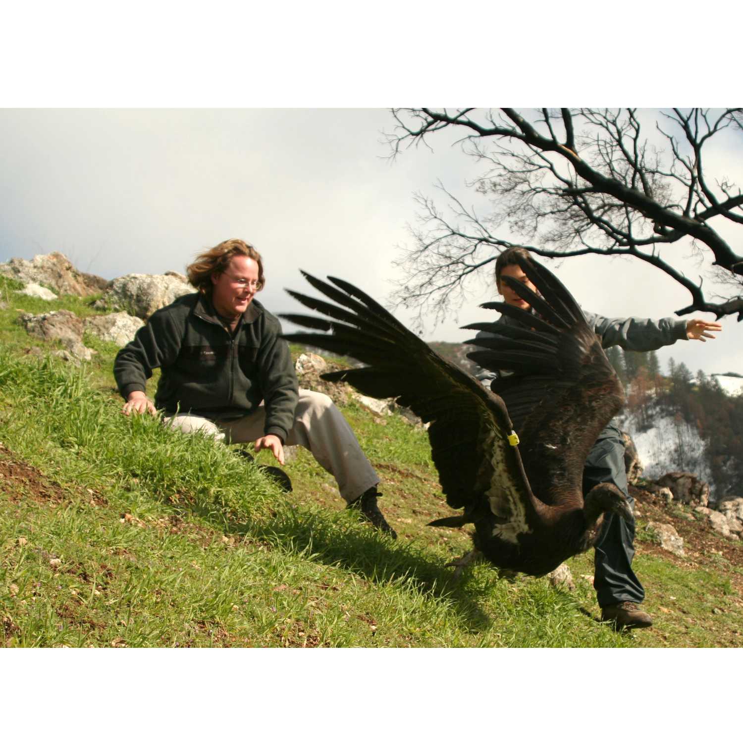 Flight of the Condors Flight of the Condors