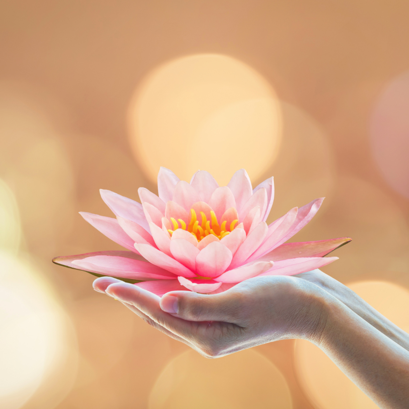 The Soul Matrix