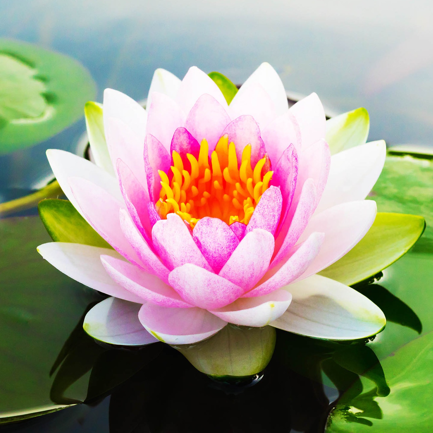 Super Quick Beginner's Mind Meditation: Change Your Perspective, Change Your World episode artwork