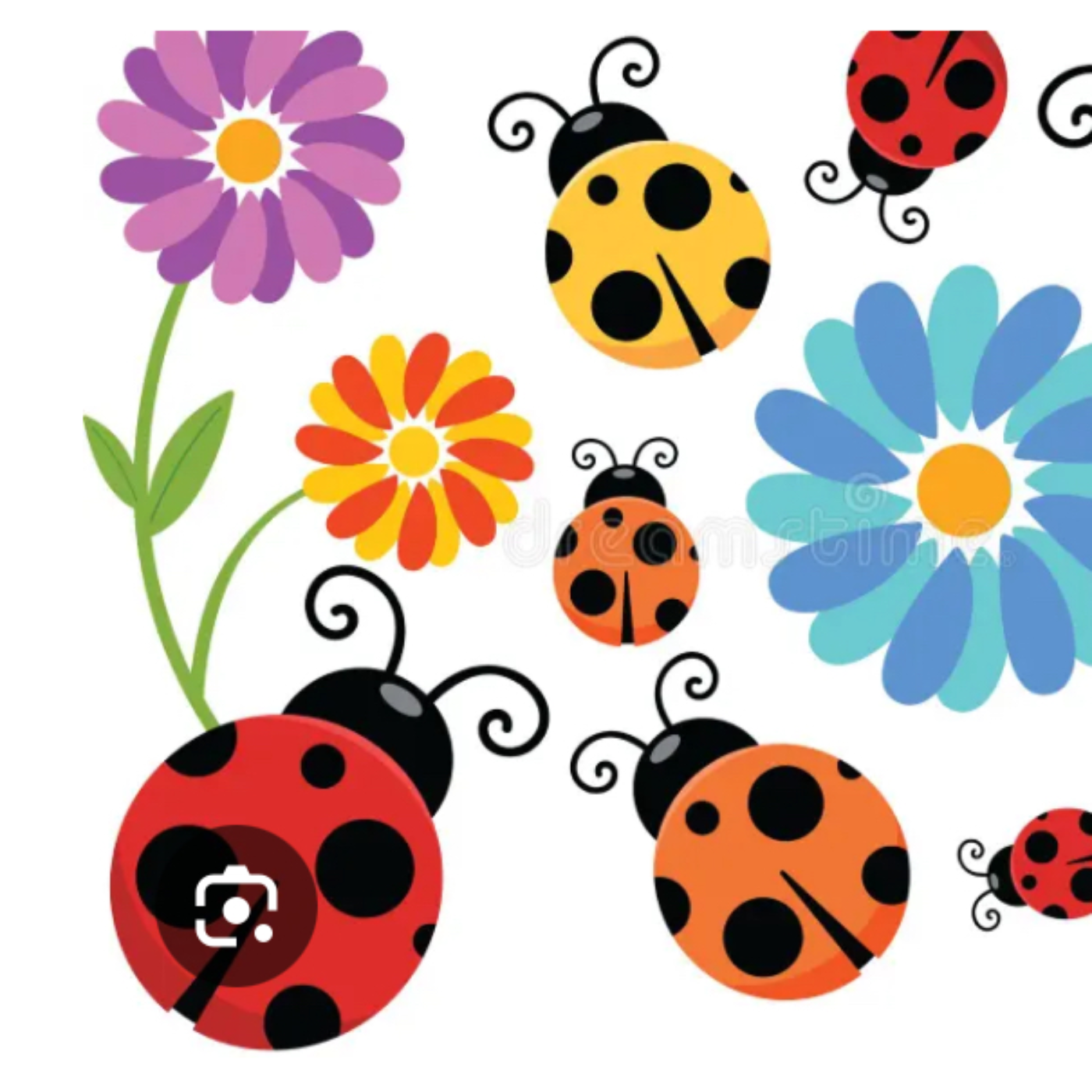 Ladybug