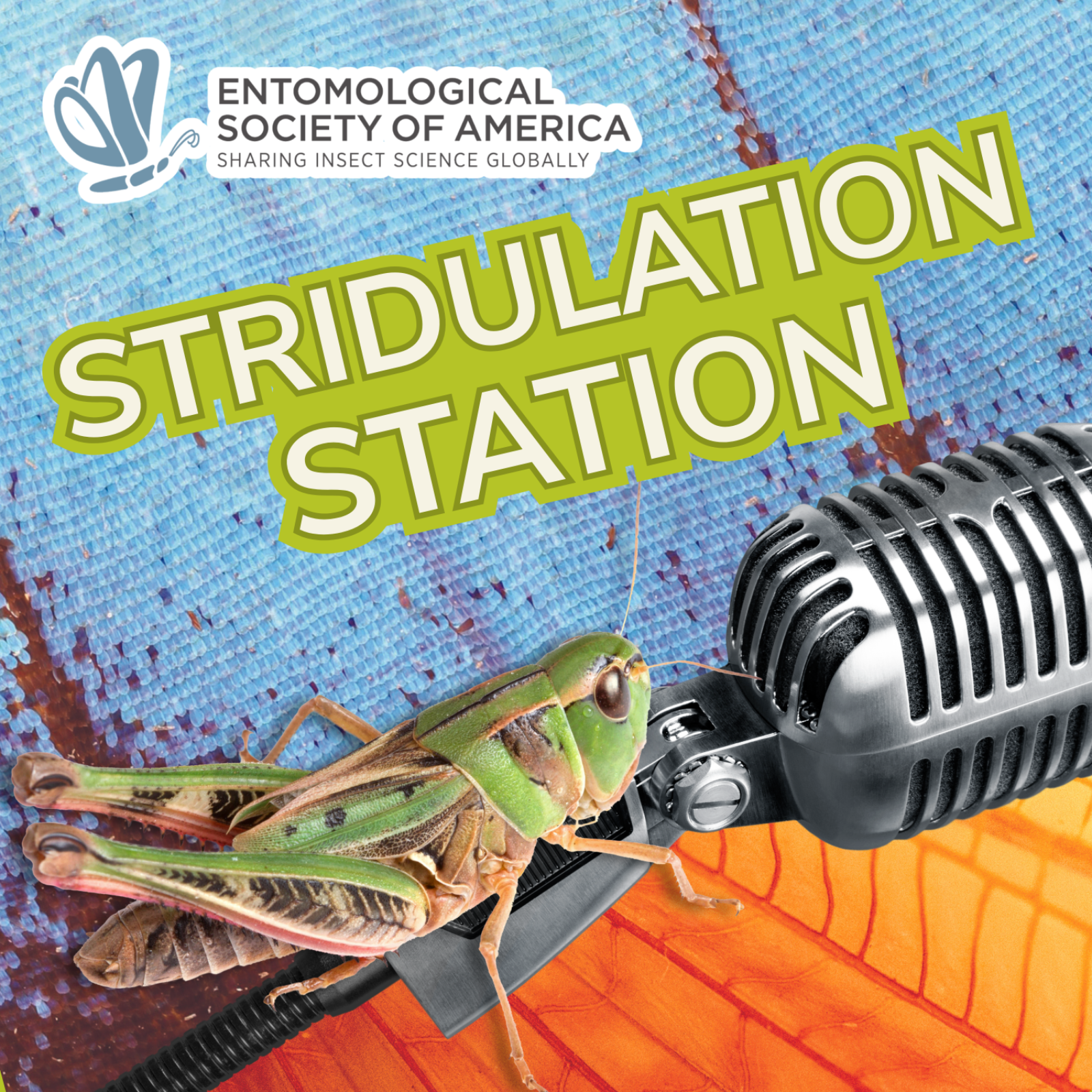 Stridulation Station cover art