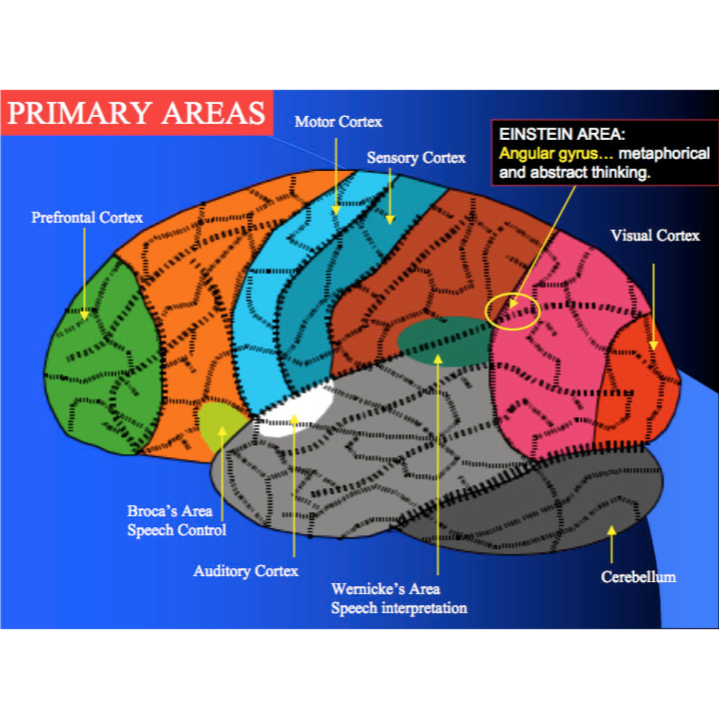 Study Skills 101: Concept mapping