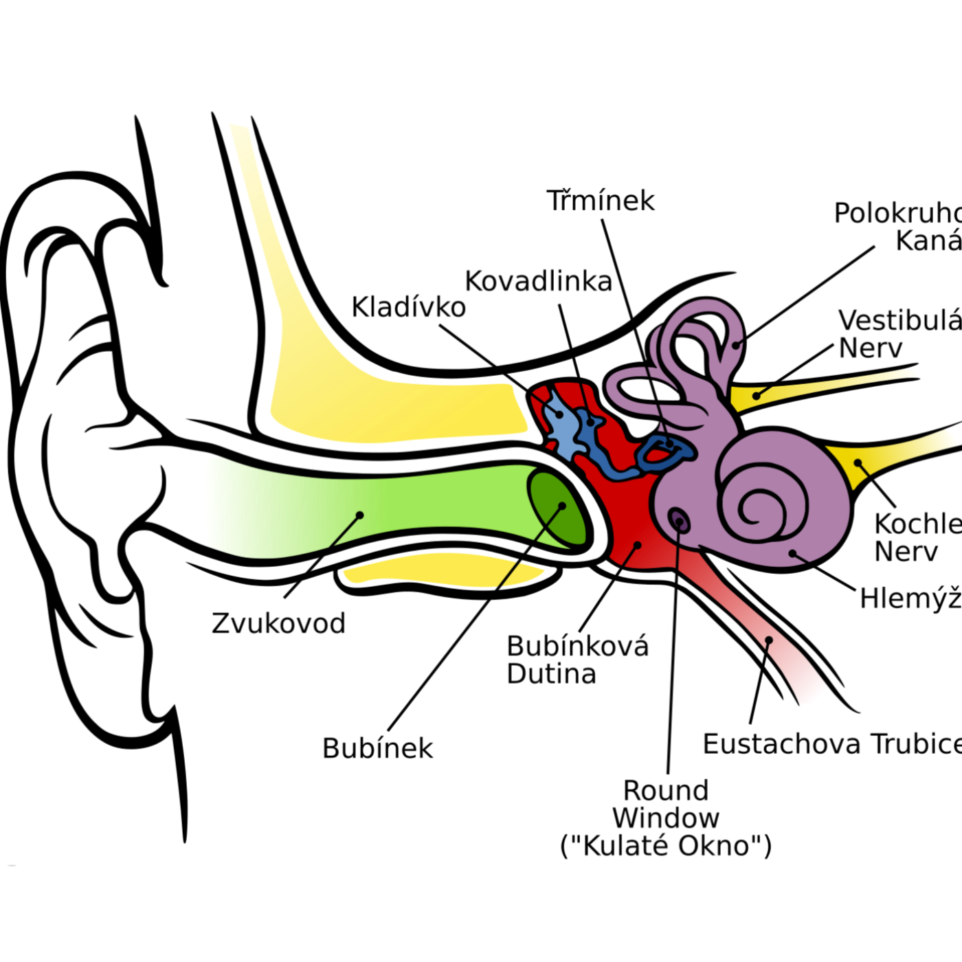 Study Skills 101: The Art of Effective Listening in Lectures