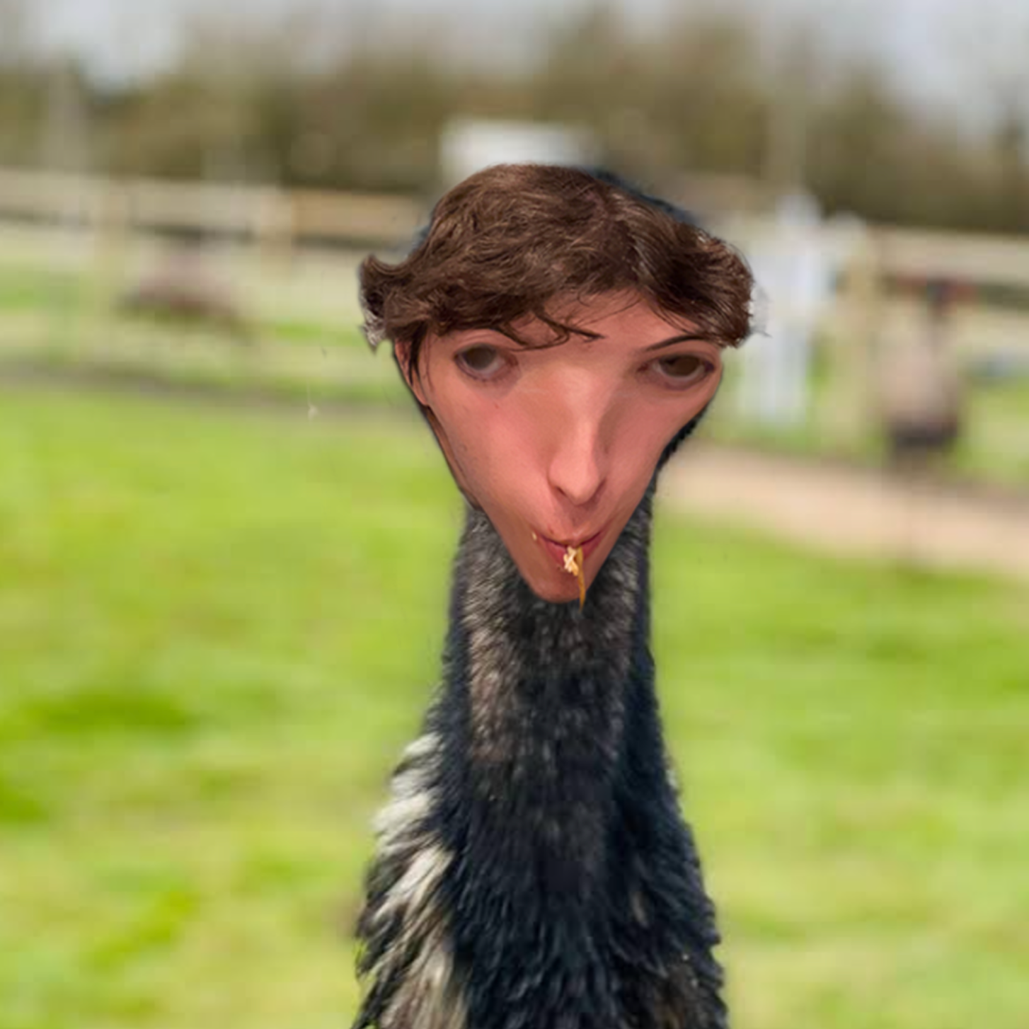 The Emus Strike Back episode artwork