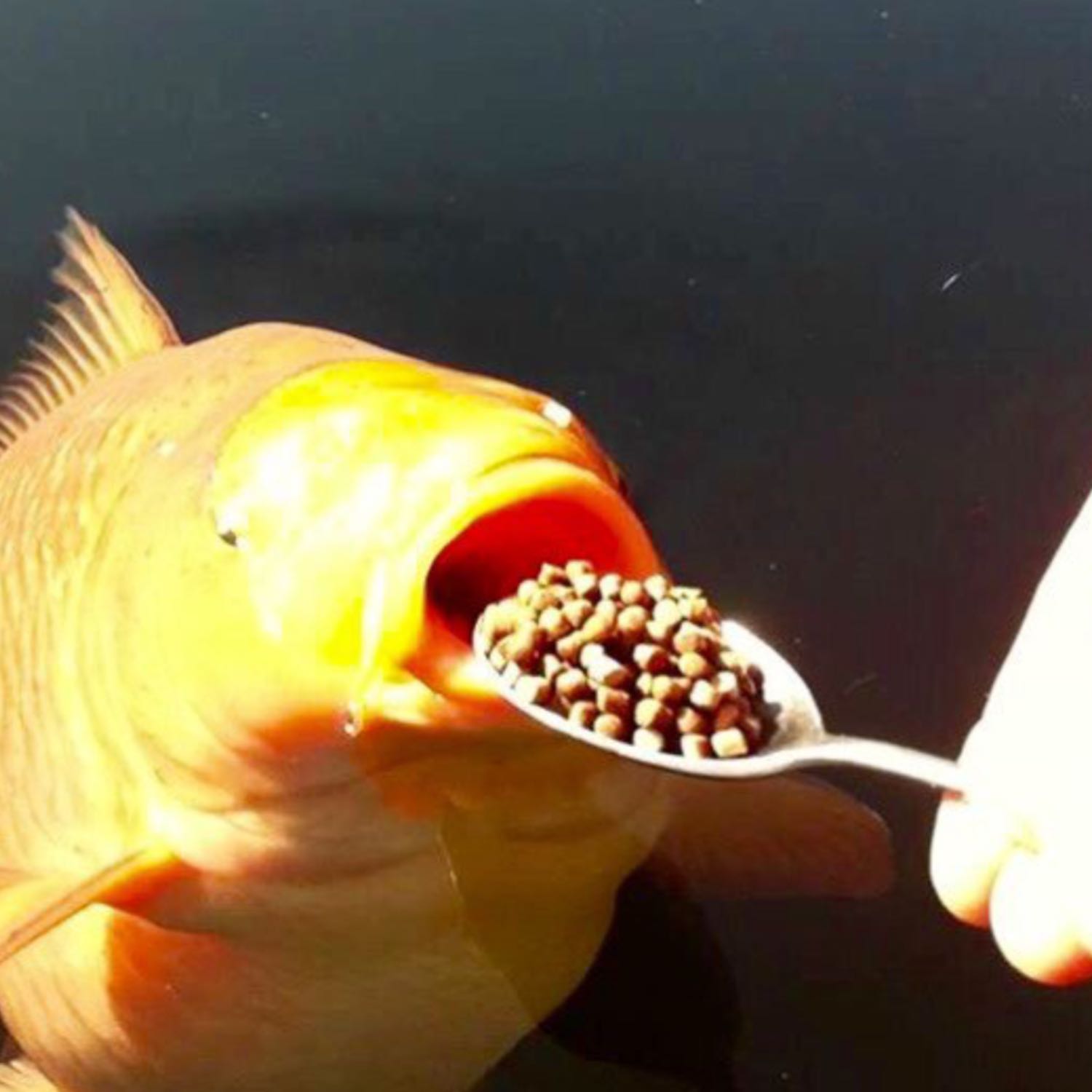 【Razzy】 Pomp and Circumstance / 威風堂々「English Dub」