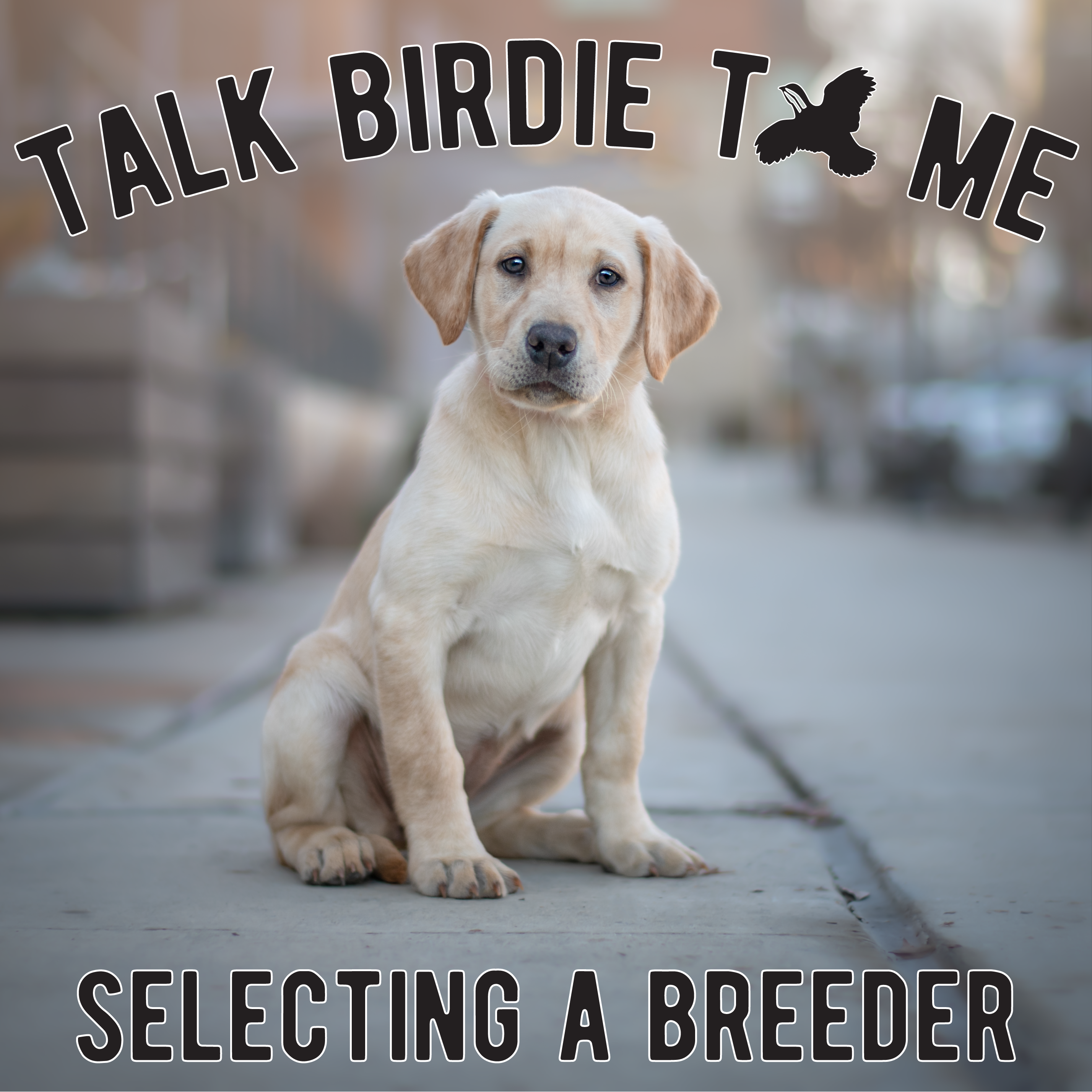 Talk Birdie to Me: Bird Dog Banter with Emily
