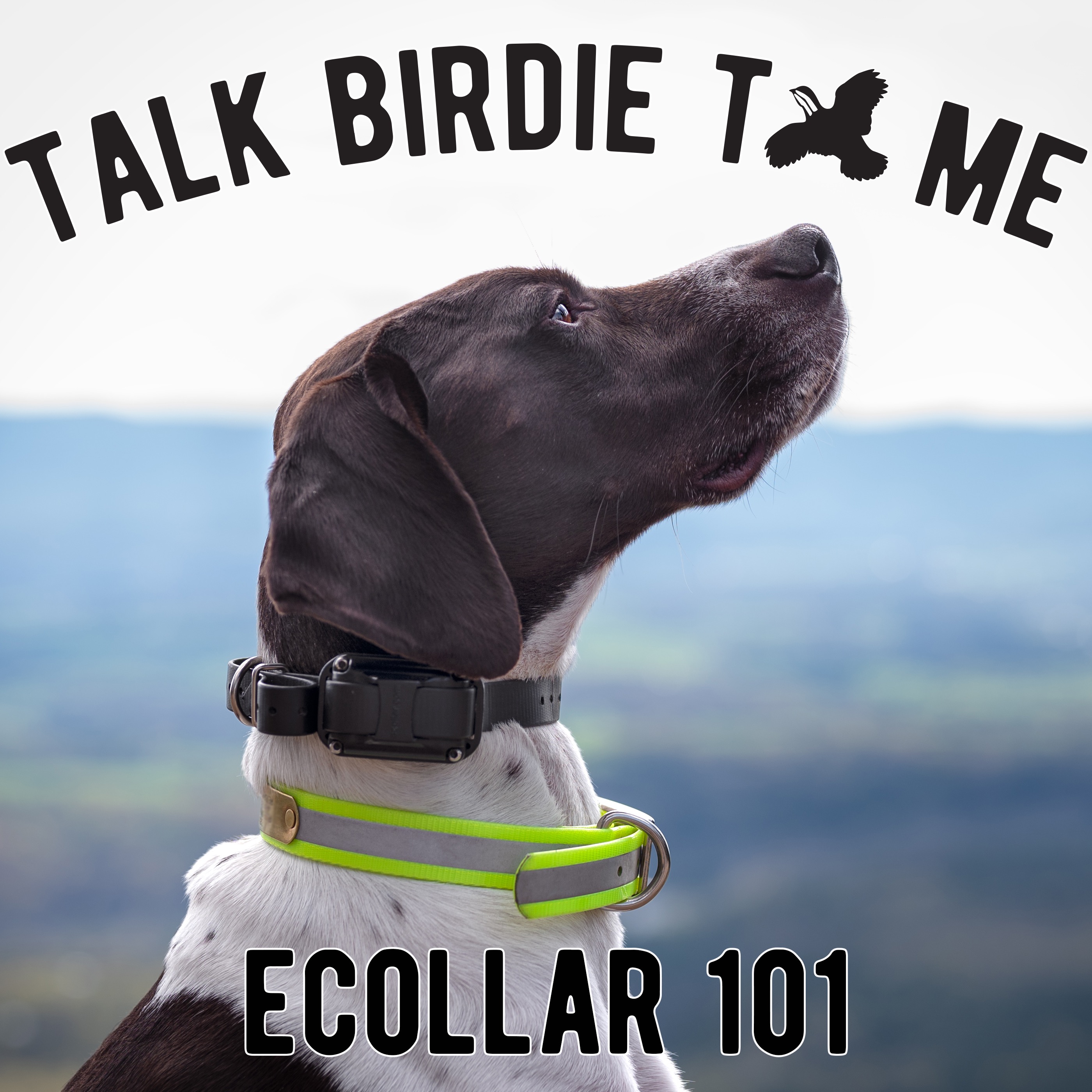 Talk Birdie to Me: Bird Dog Banter with Emily