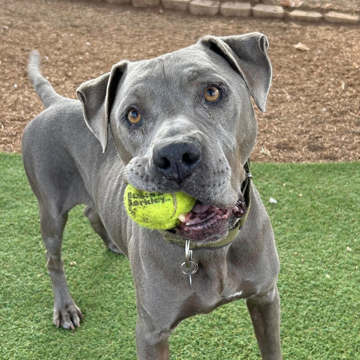 Travis Billy Ross Outlaw Country Show