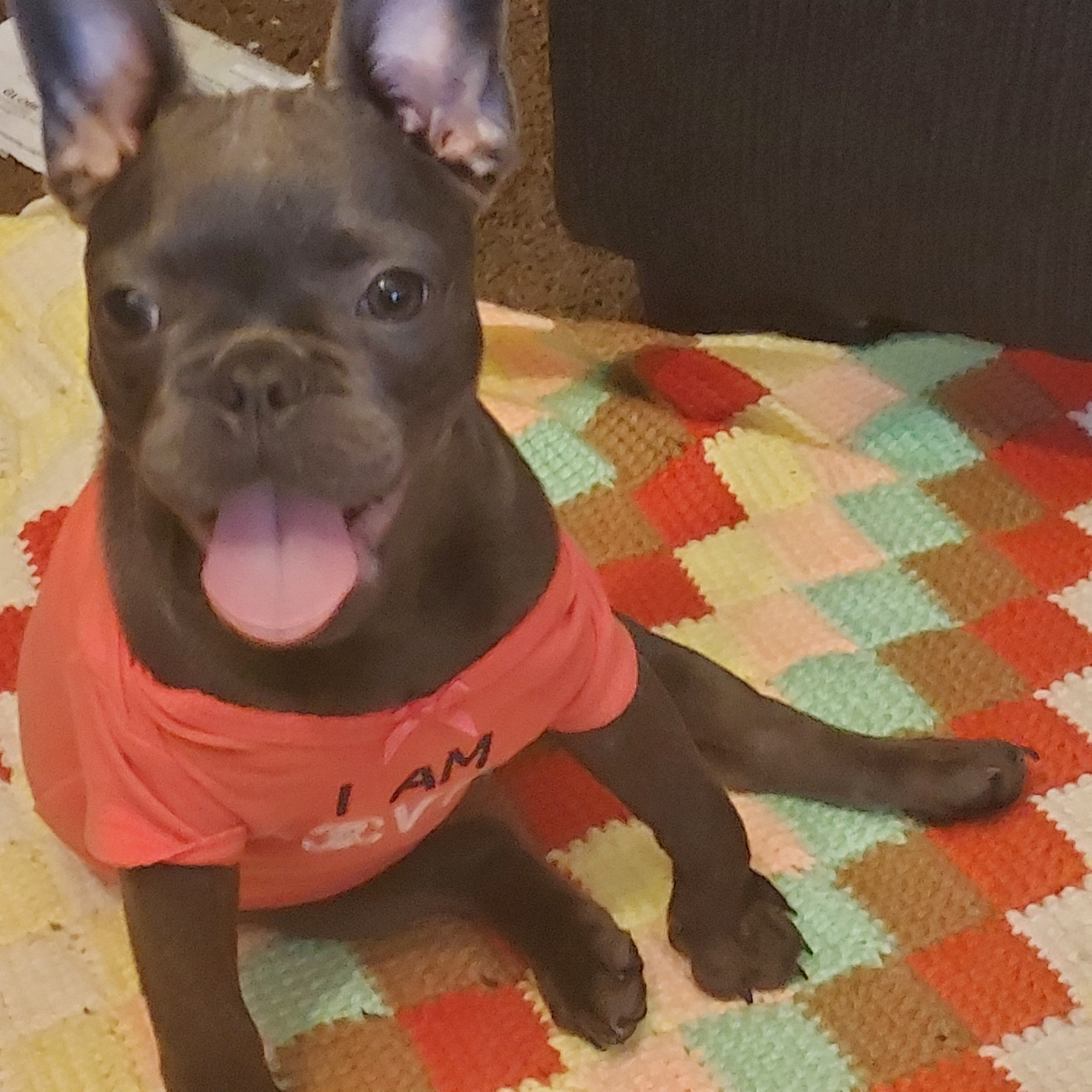 The adorable Avengers puppies.