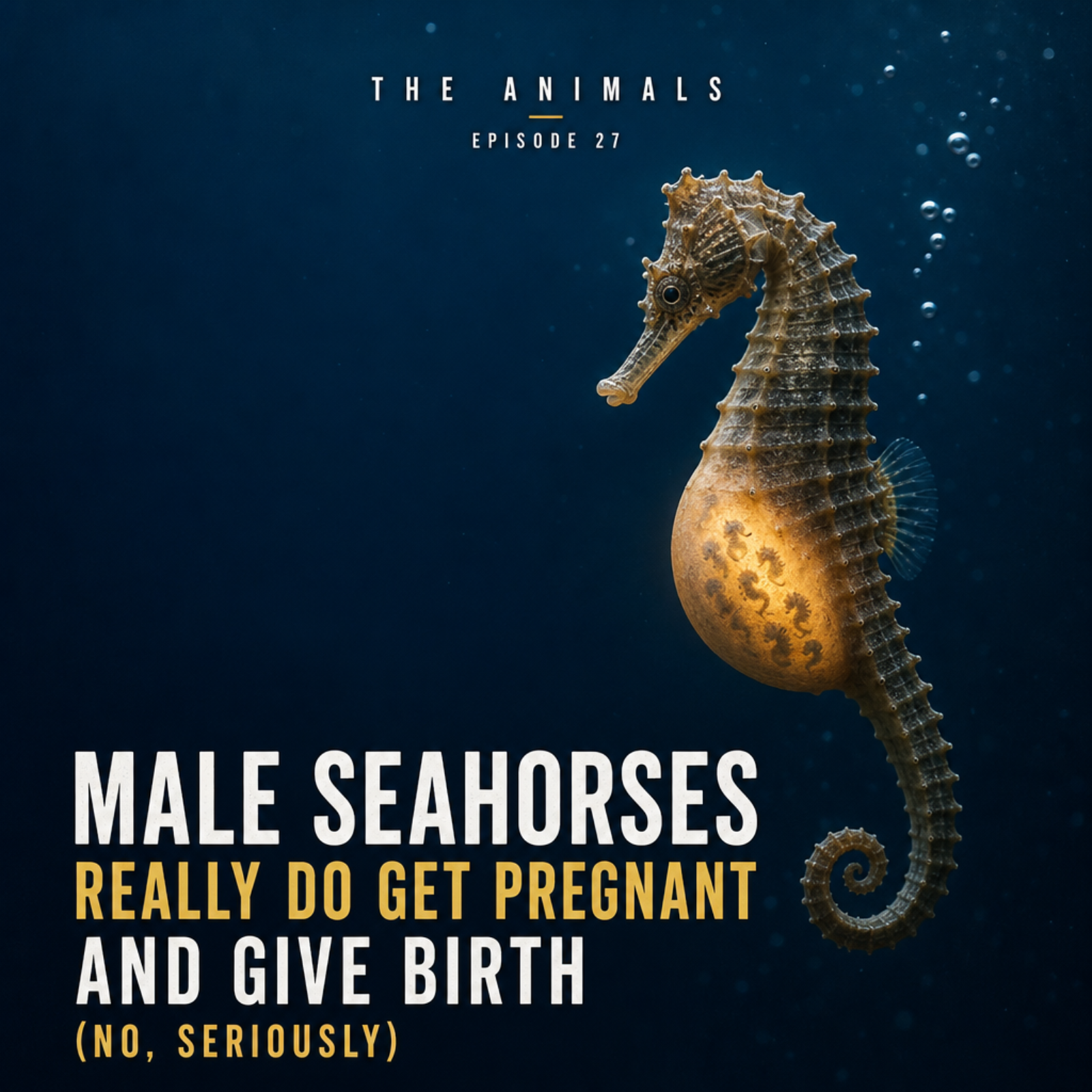 Male Seahorses Really Do Get Pregnant and Give Birth (No, Seriously) episode artwork