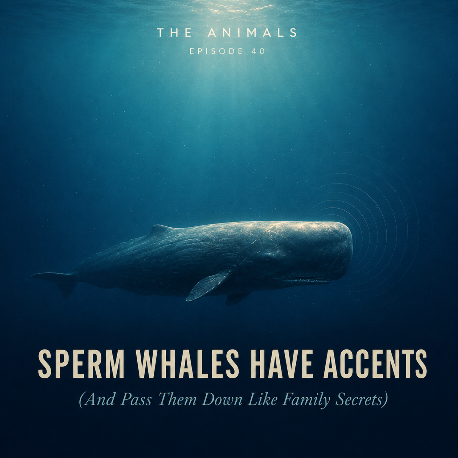 Sperm Whales Have Accents (And Pass Them Down Like Family Secrets) episode artwork