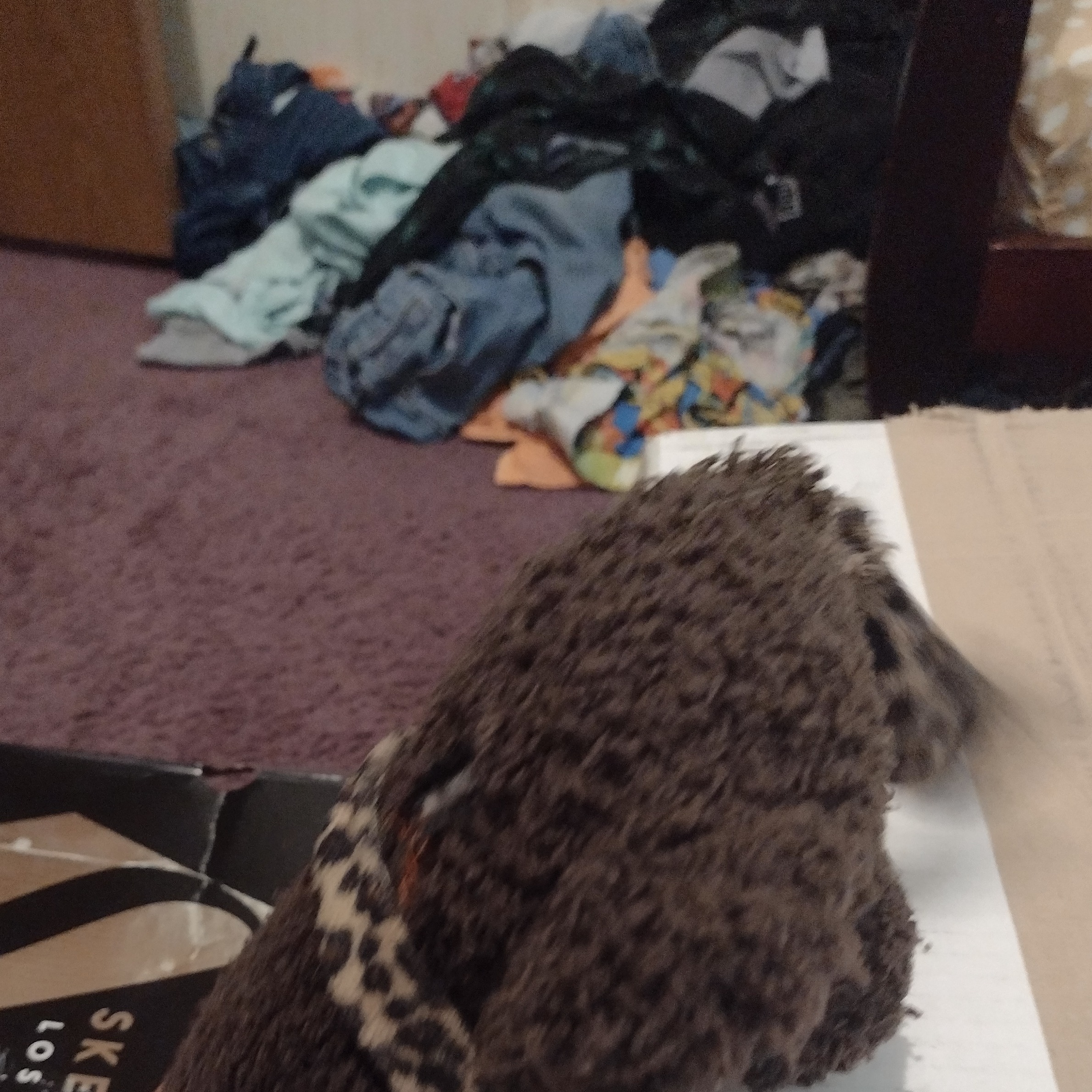 The baby bear podcast