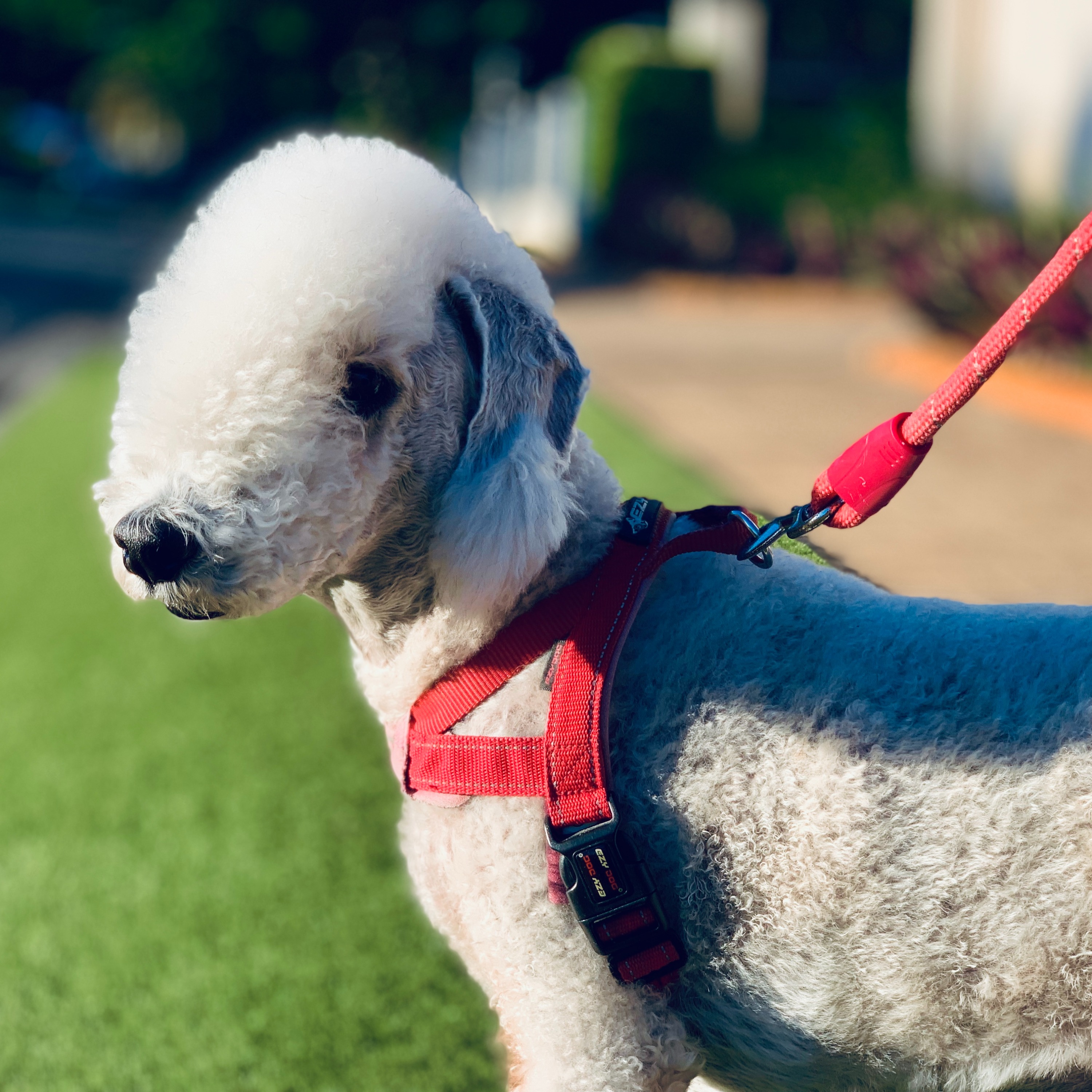 The Bedlington Terrier Podcast