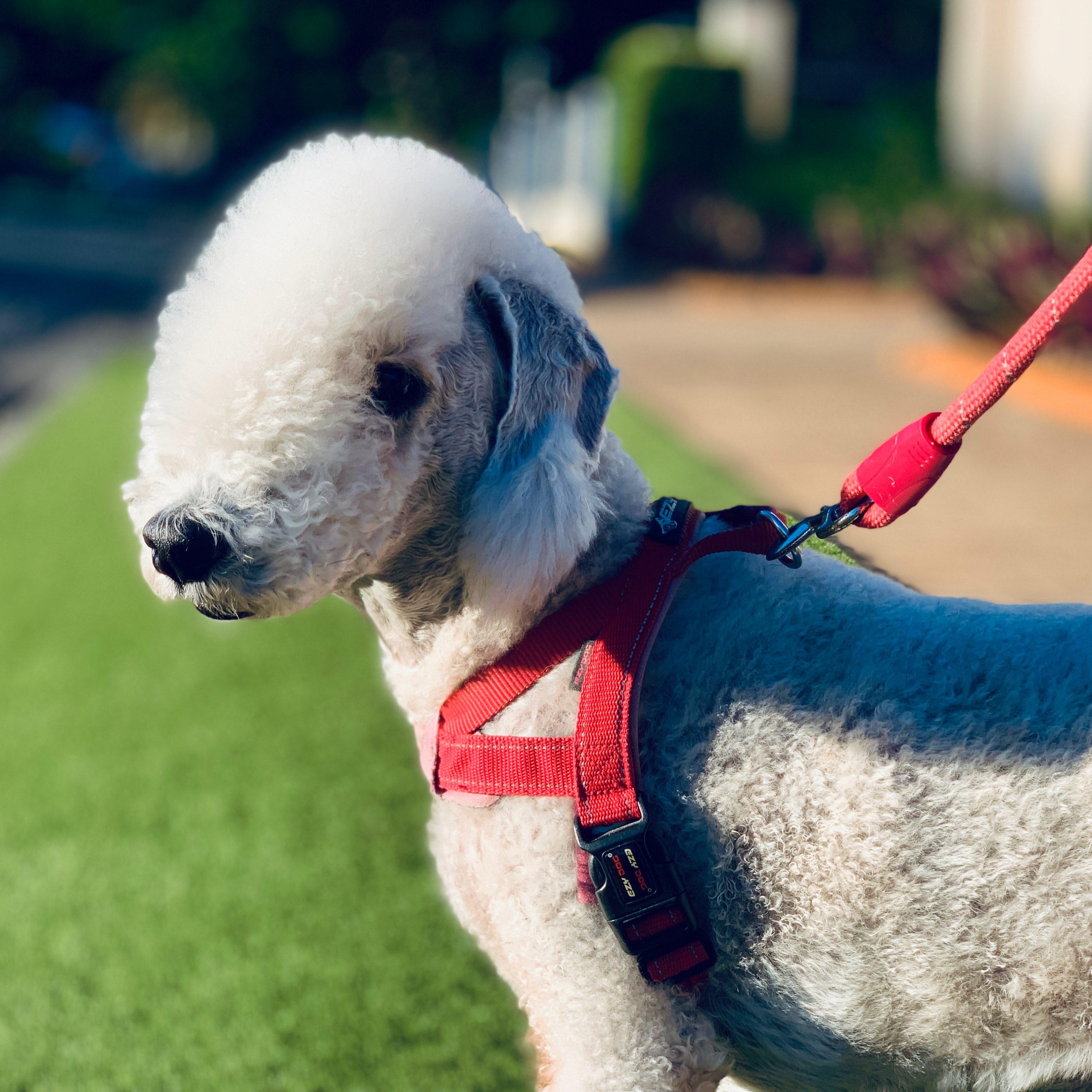 The History of the Bedlington Terrier episode artwork