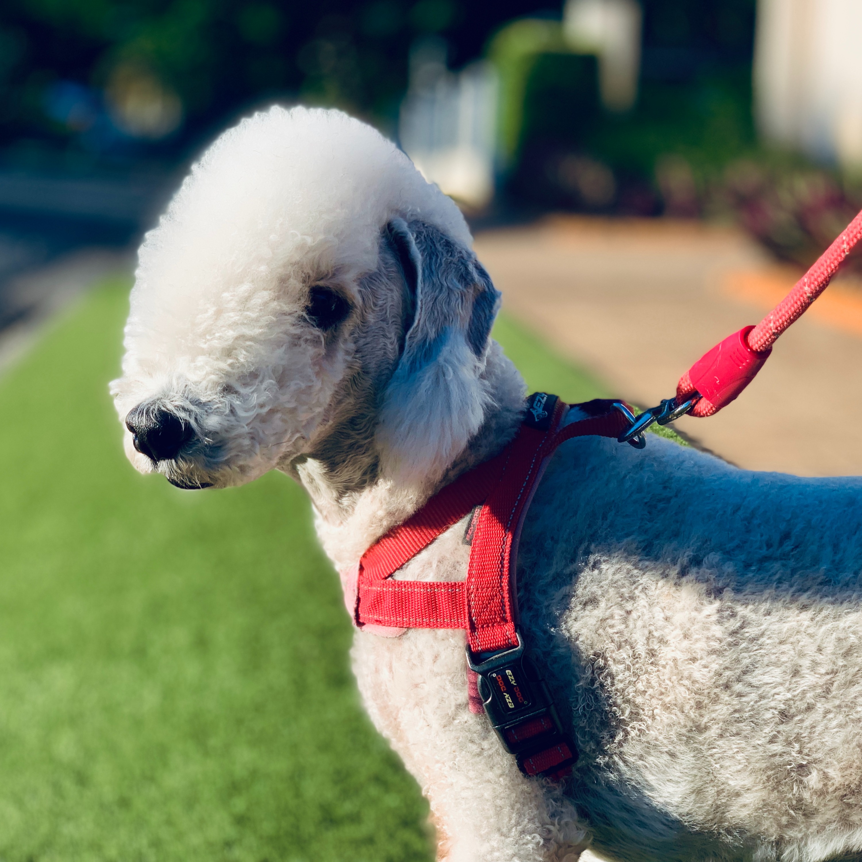 The care and maintenance of a Bedlington Terrier episode artwork