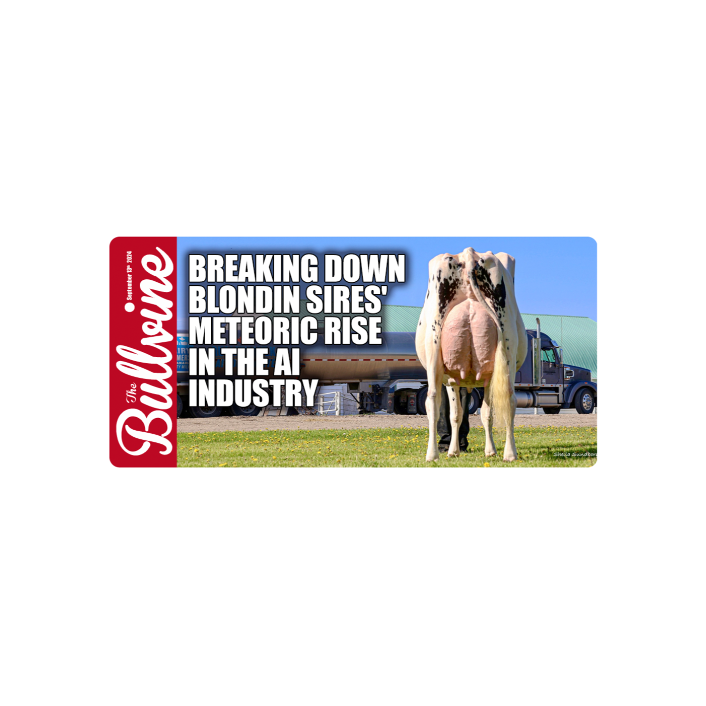 The Bullvine
