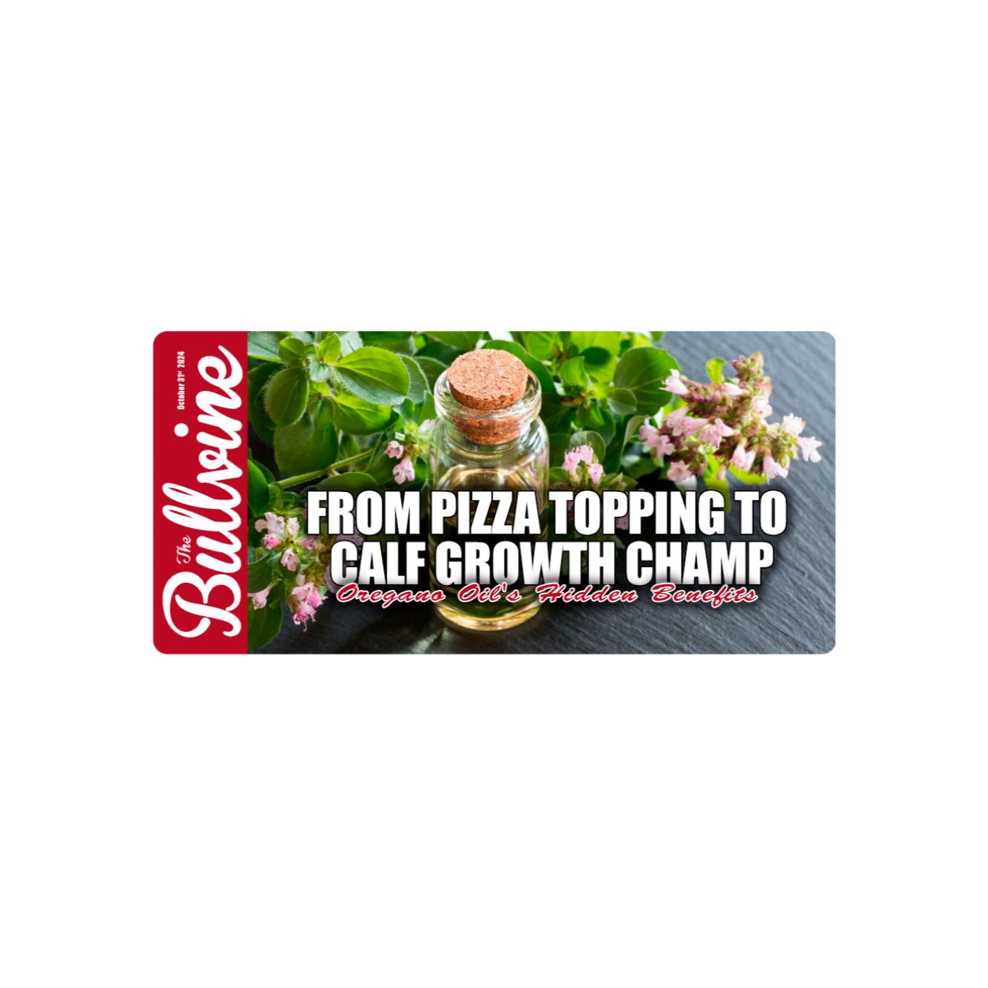 E47 From Pizza Topping to Calf Growth Champ: Oregano Oil’s Hidden Benefits