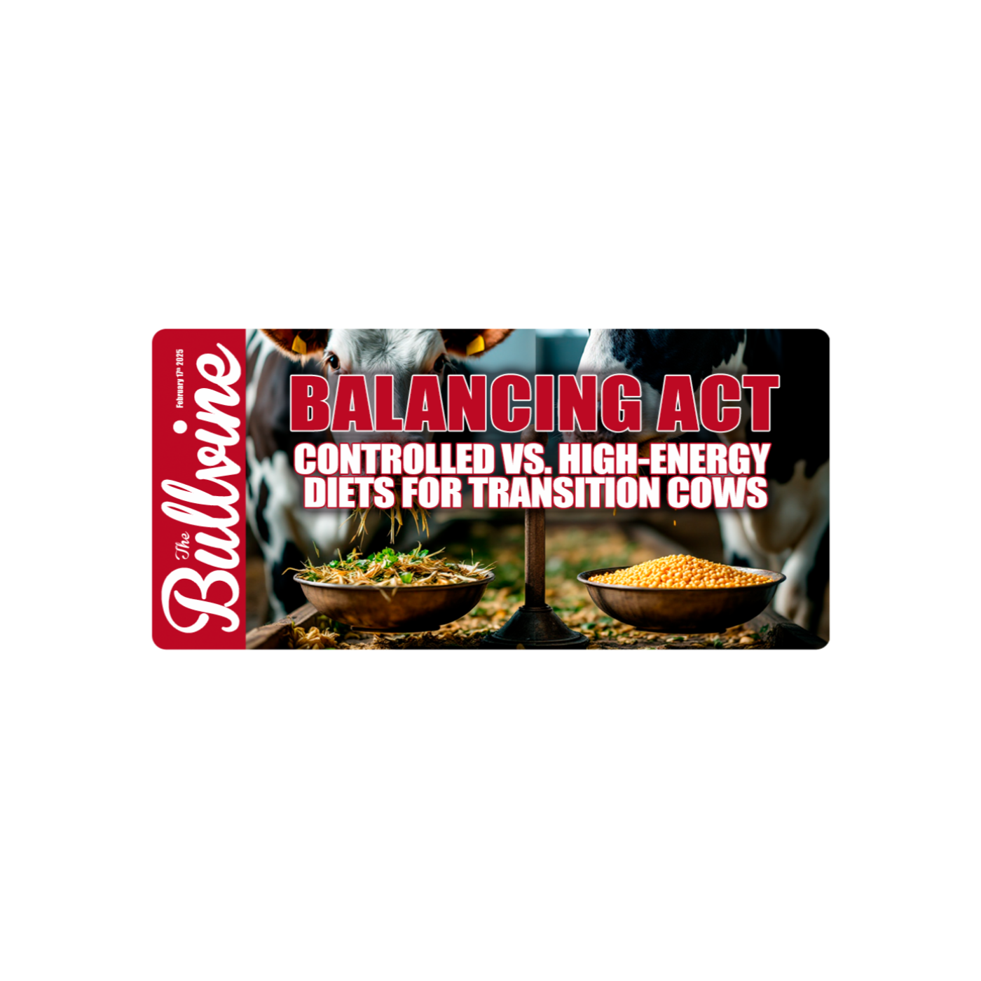 E171 Balancing Act: Controlled vs. High-Energy Diets for Transition Cows