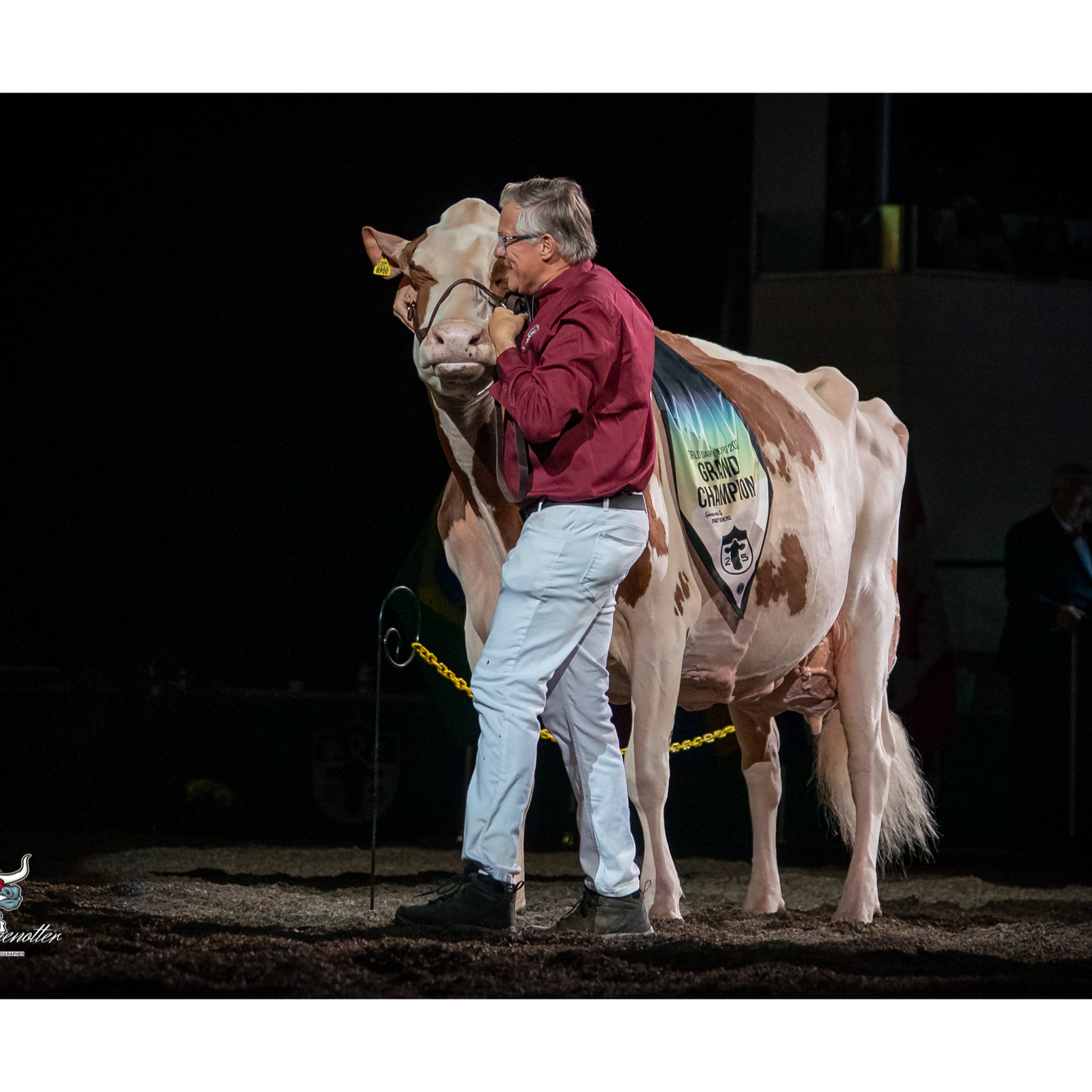 E383 World Dairy Expo Final Day Chaos: Bailey Dethroned, Red & White Reigns, 468 Holsteins Make History