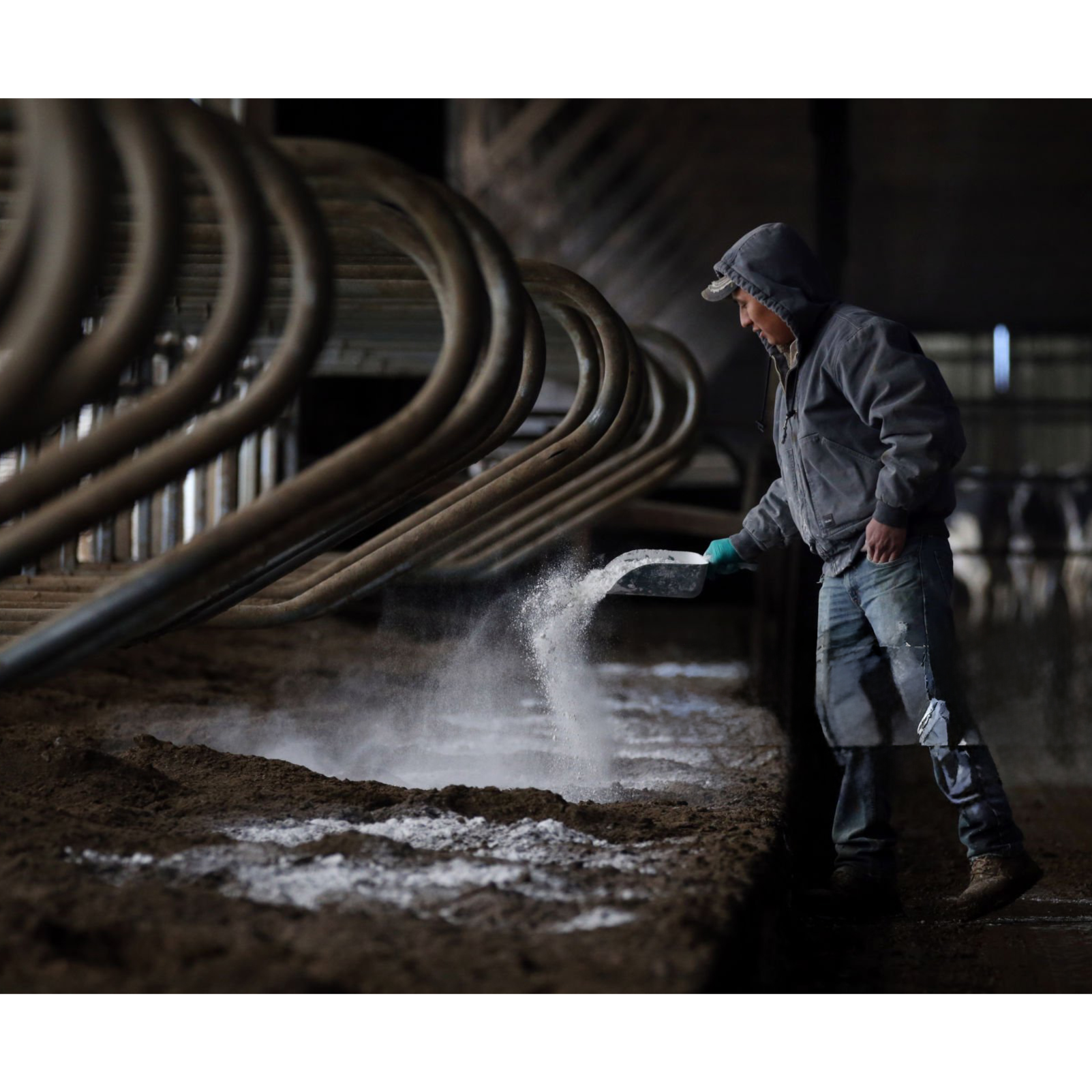 E386 The Workers Dairy Can’t Legally Hire – But Can’t Survive Without