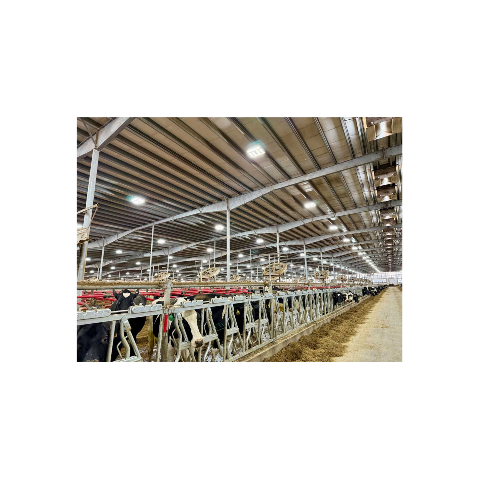 E387 Simple LED Lighting Can Boost Production 8% – Here’s Why Most Farms Haven’t Switched