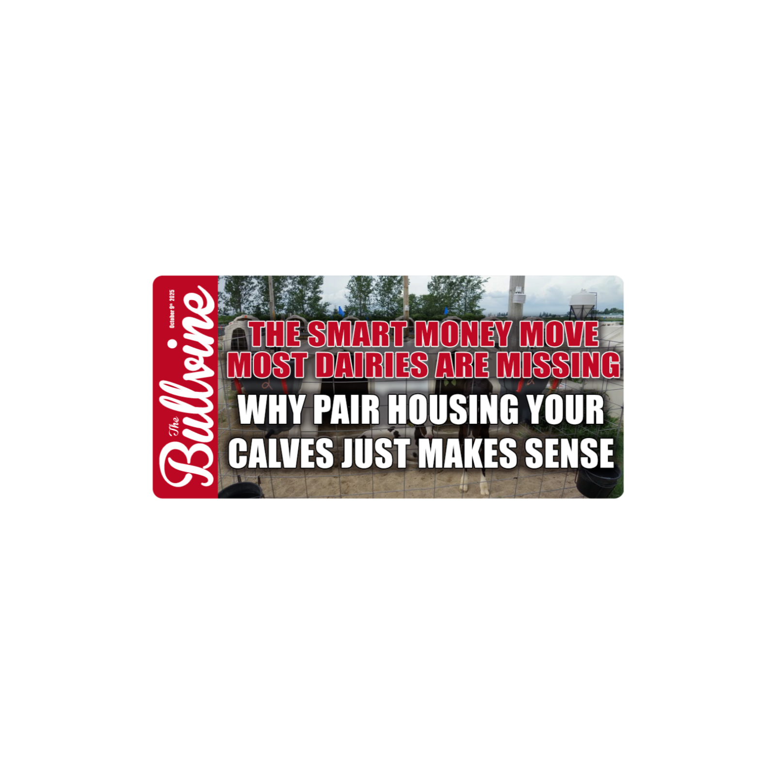E388 The Smart Money Move Most Dairies Are Missing: Why Pair Housing Your Calves Just Makes Sense