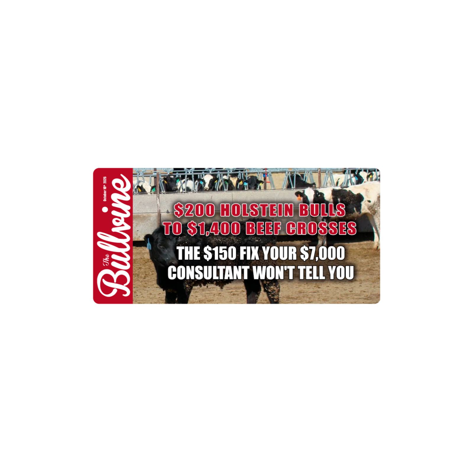 E394 $200 Holstein Bulls to $1,400 Beef Crosses: The $150 Fix Your $7,000 Consultant Won’t Tell You