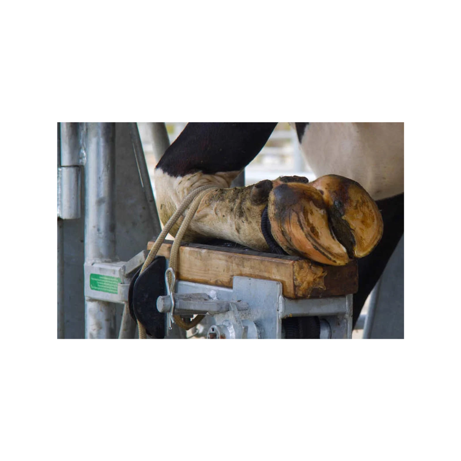 E418 Cut Lameness 50% in 12 Months: The $95,000 Strategy Top Dairies Use (But 80% Still Ignore)