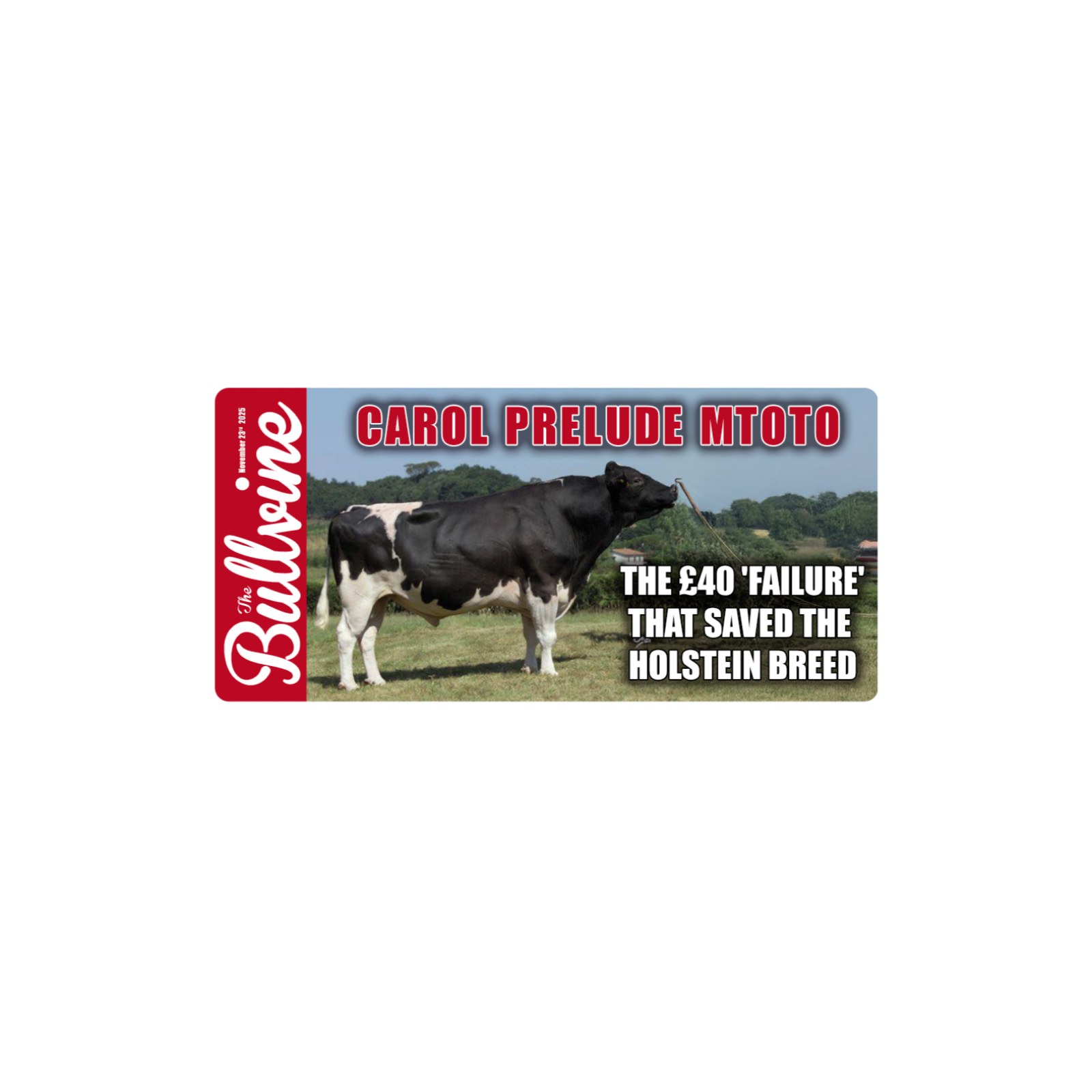 E424 Carol Prelude Mtoto: The £40 ‘Failure’ That Saved the Holstein Breed