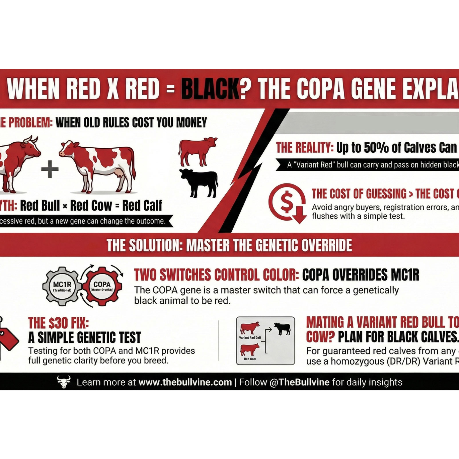 E429 When Red × Red = Black: A Holstein Breeder’s Guide to Variant Red (COPA) Genes