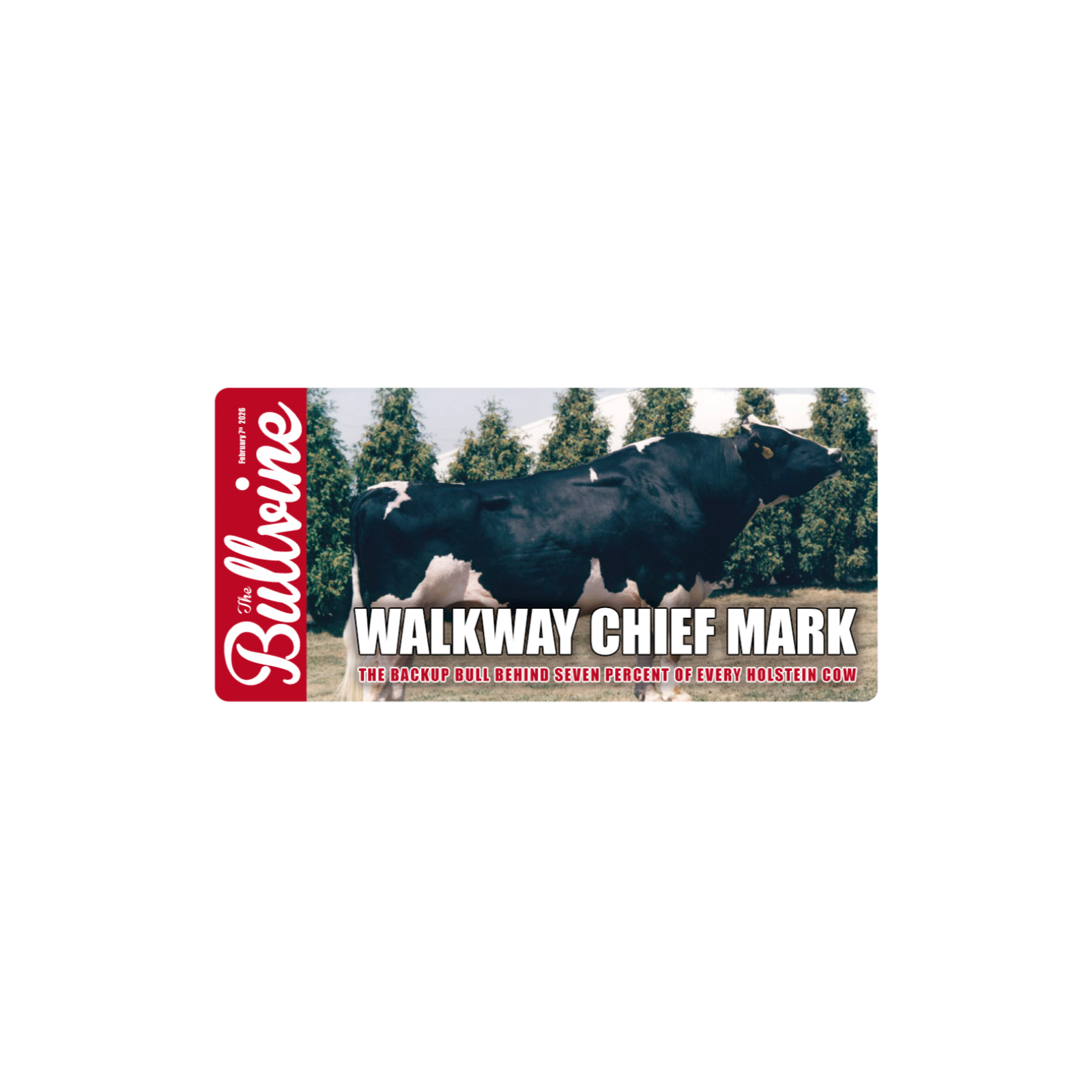 E484 Walkway Chief Mark: The Backup Bull Behind Seven Percent of Every Holstein Cow