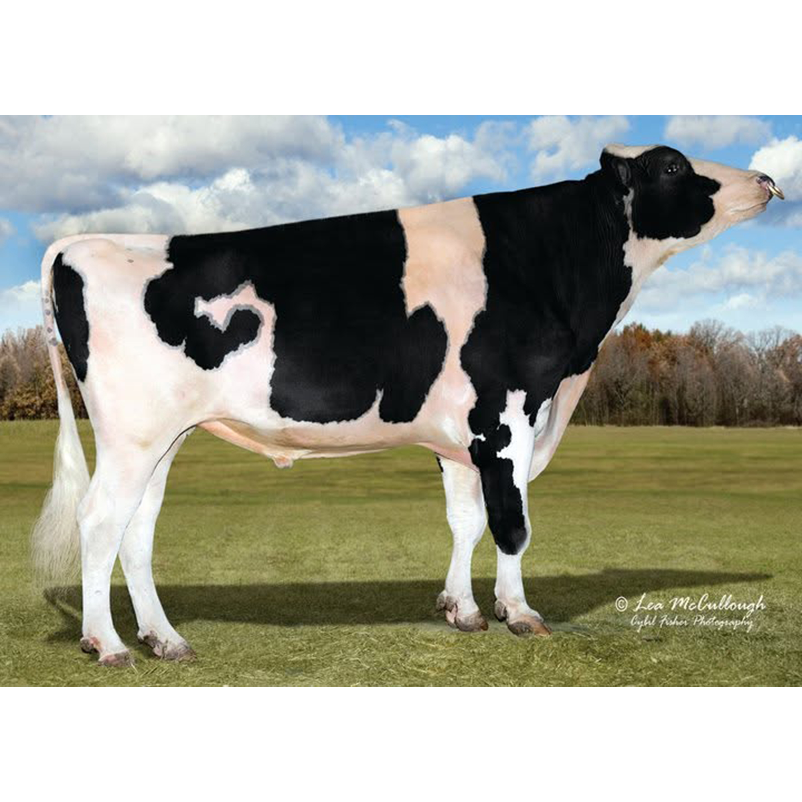 E606 Man-O-Man: The Short-Lived Bull Who Made the Holstein Breed Look Twice episode artwork