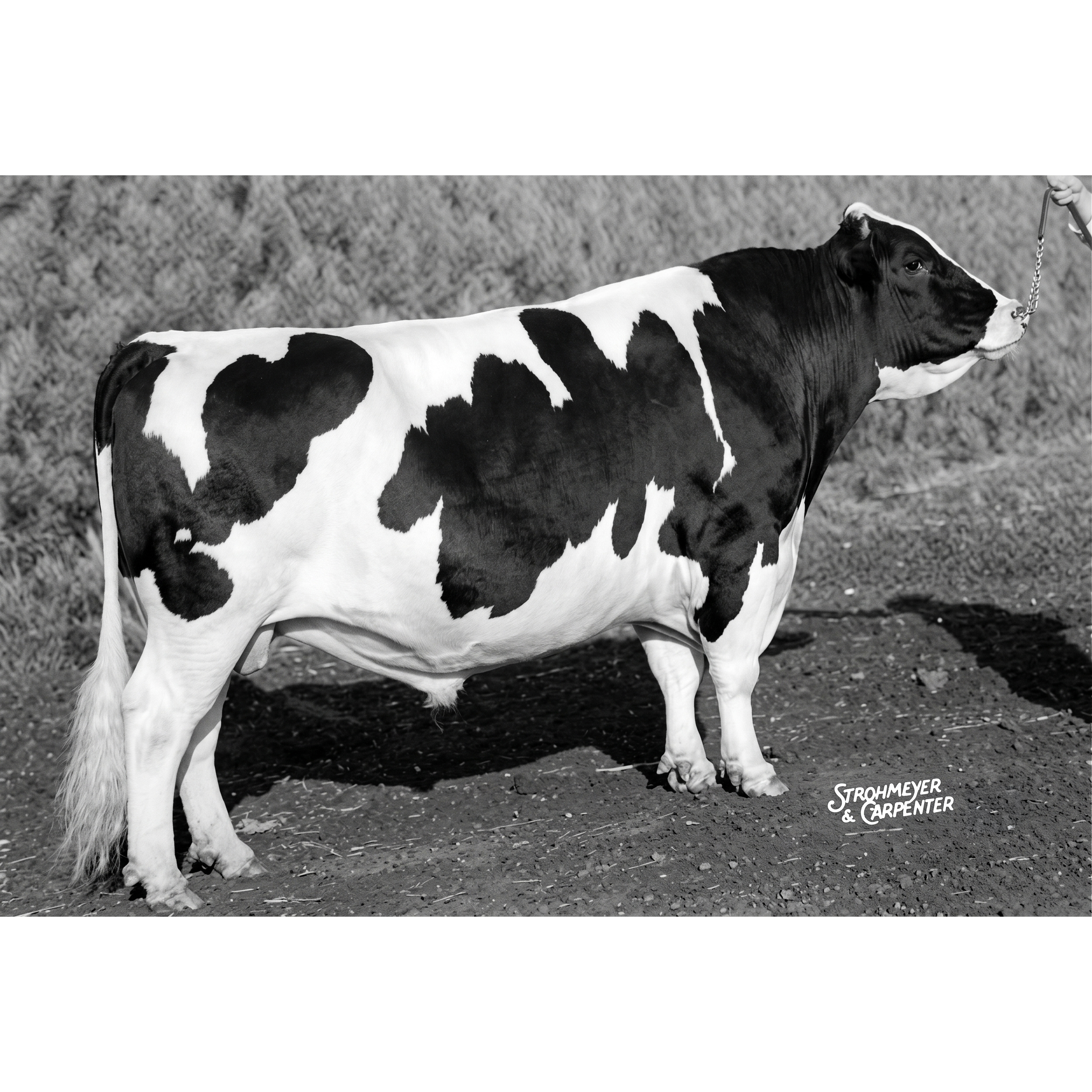 E618 Rockwood Rocket Tone: 6-Time All-Canadian, and “an Absolute Disaster” as a Sire