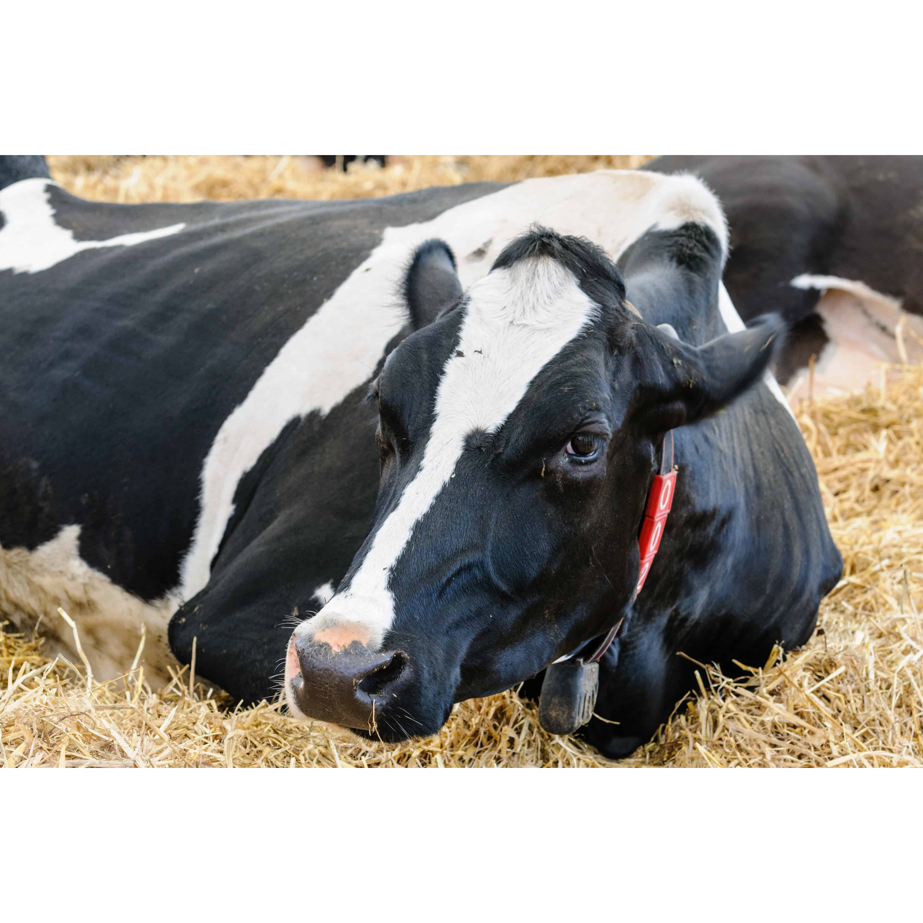 E629 At $3,010 a Heifer, Your Worst Cow Just Got a Reprieve episode artwork