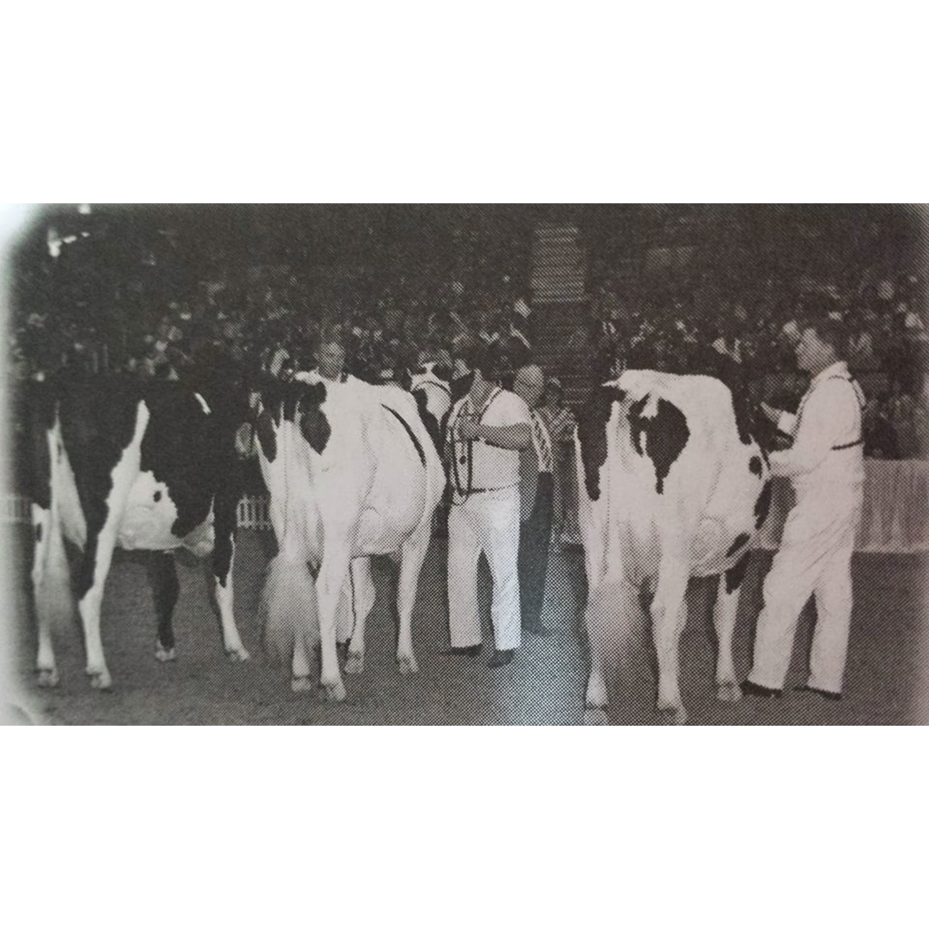 E640 One Ring, Three Dynasties: The 1989 World Dairy Expo Class That Rewrote Holstein History