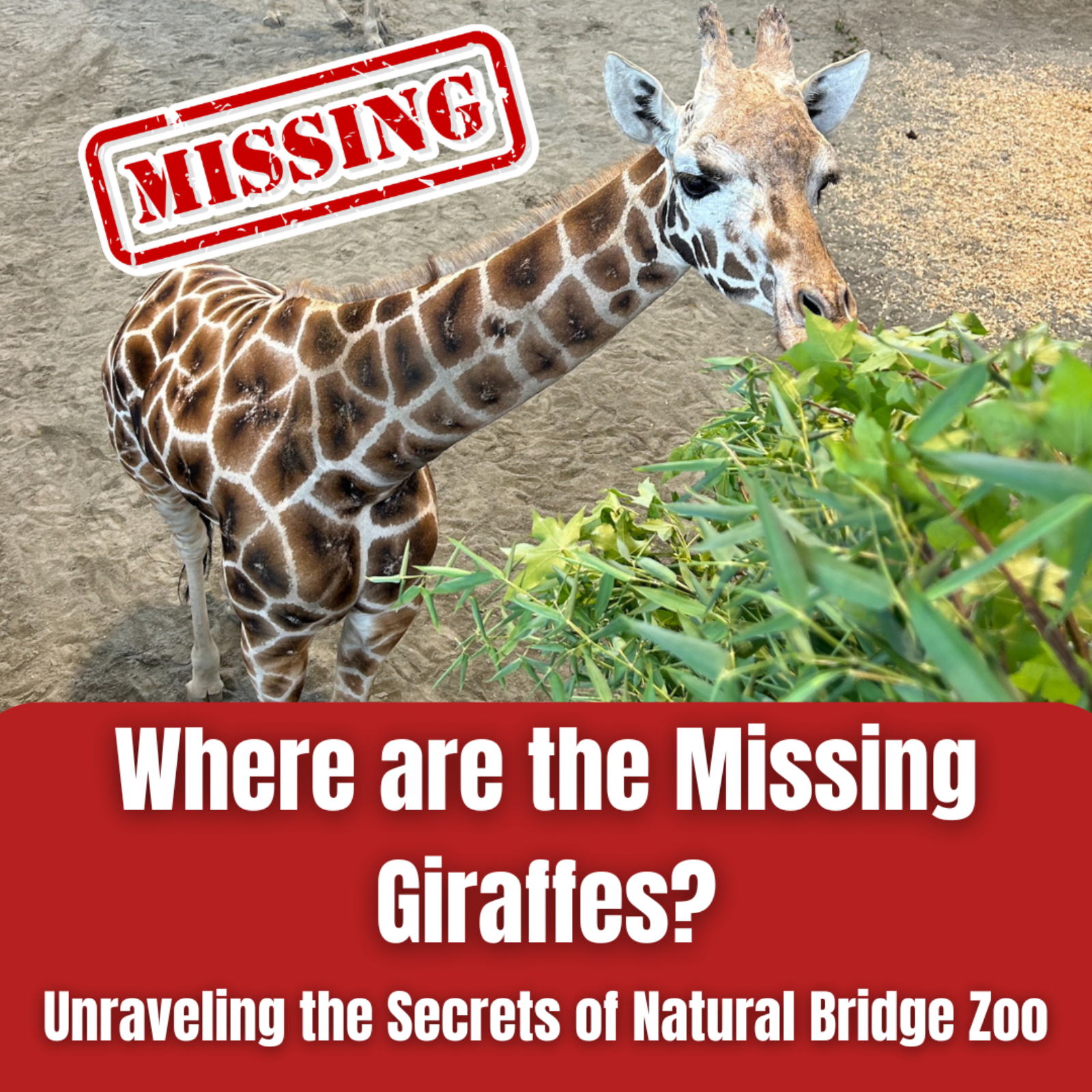 The Cardinal: News of Virginia