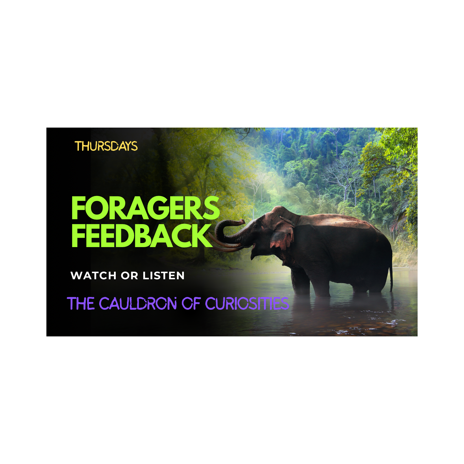 Foragers Feedback 8th April episode artwork