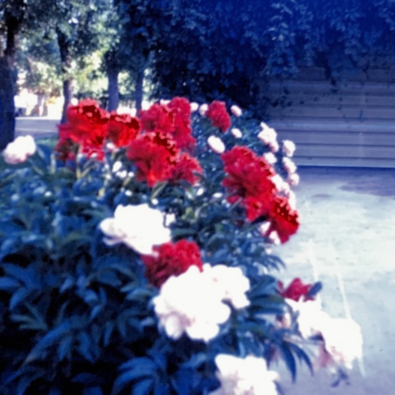 The Colonel & the Kid