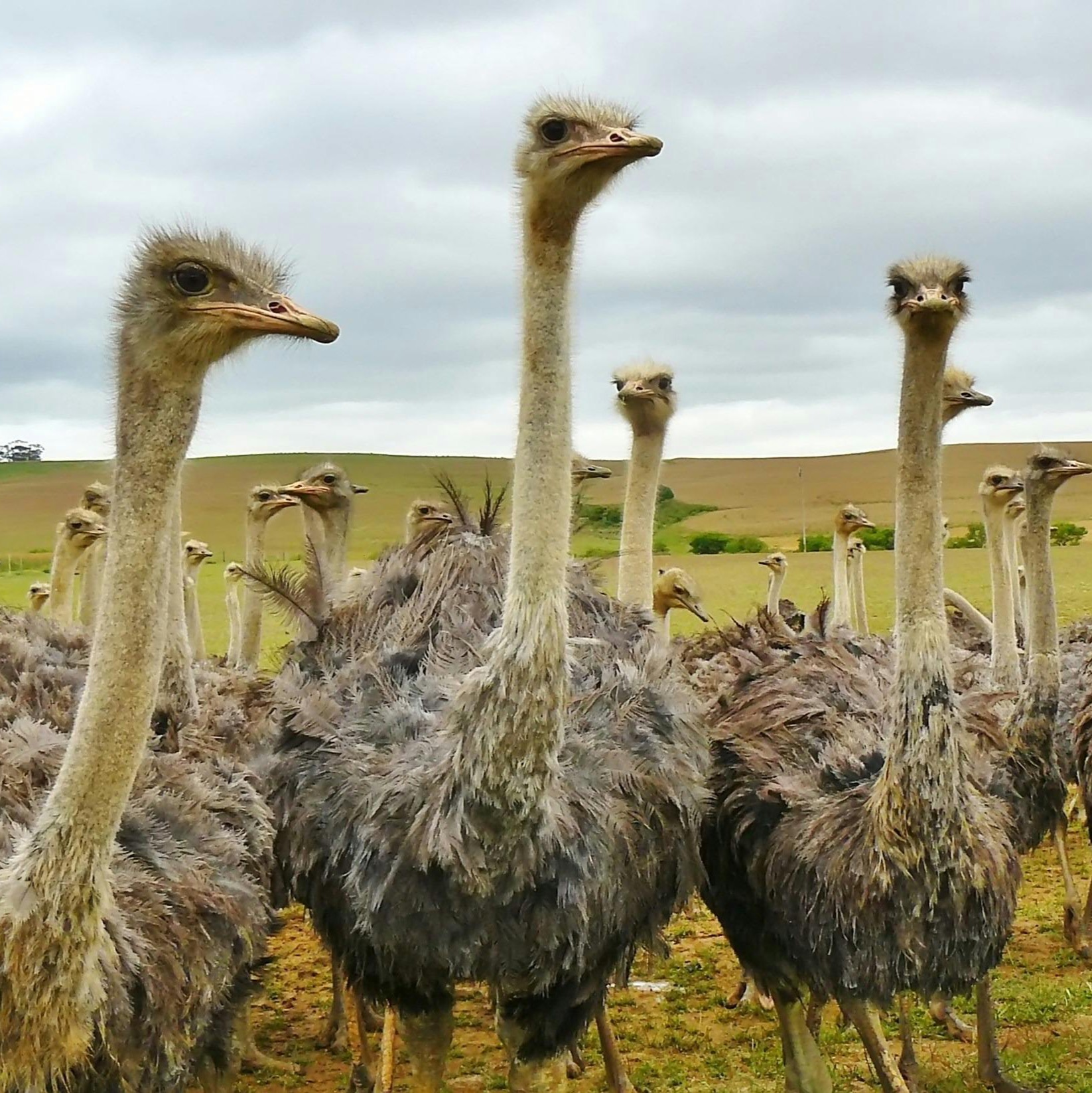 Animal Nerds- Why Joy, Hope, and Laughter matter in Conservation