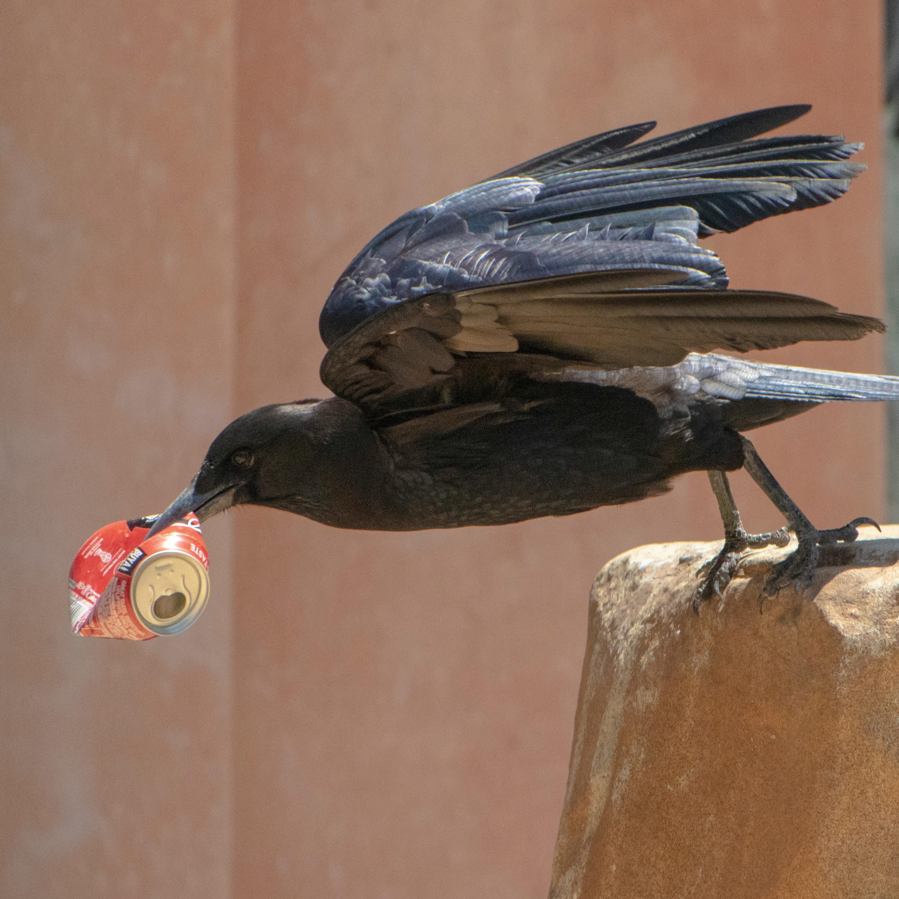 Recycling, Laughing, Imagining- The Many Access Points to Being a Conservationist