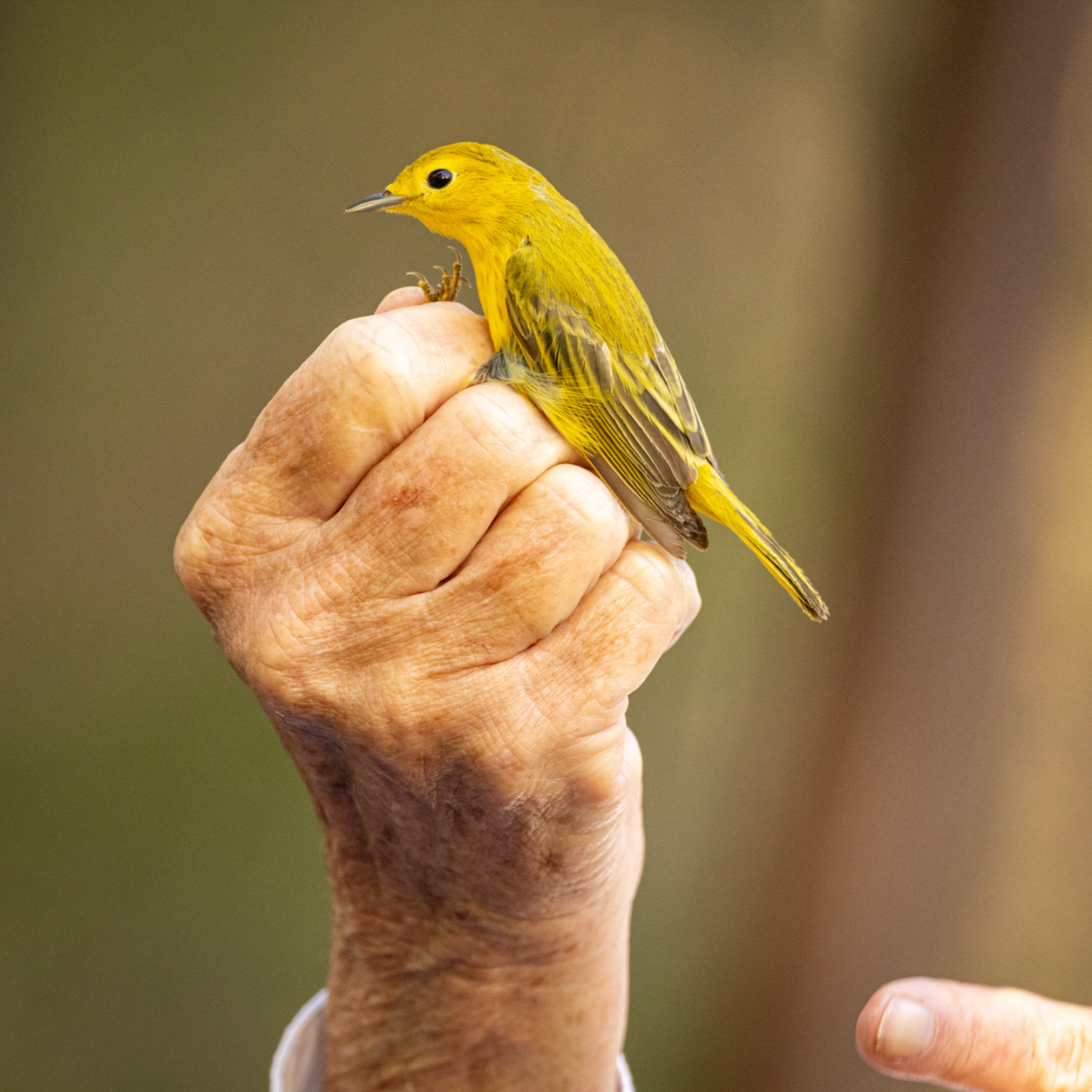 Banding Together For Birds: What Birds Mean to a Woman Who has Banded 30,000 of Them episode artwork