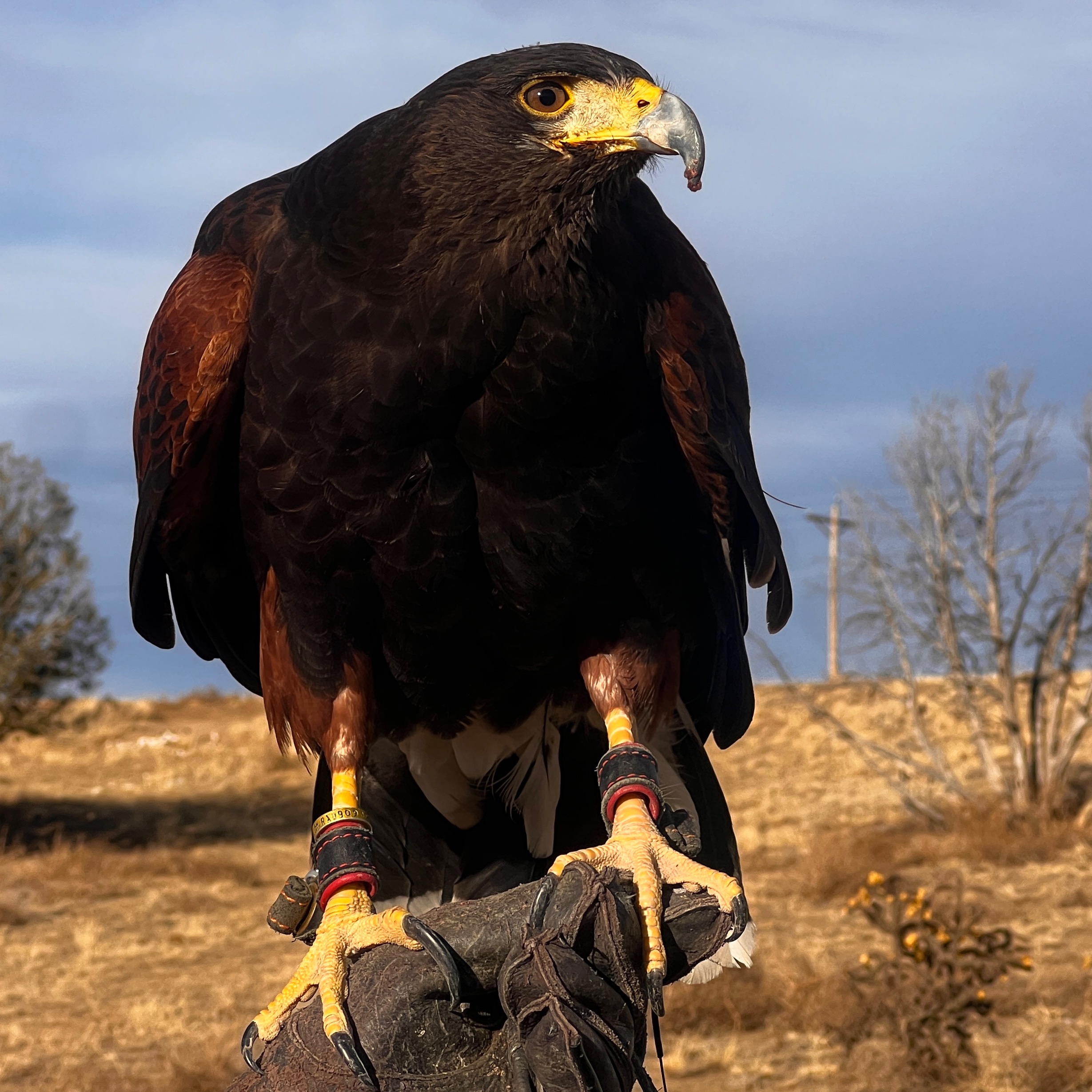 Birds as our Teachers: Avian Ambassadors for a Better Planet episode artwork