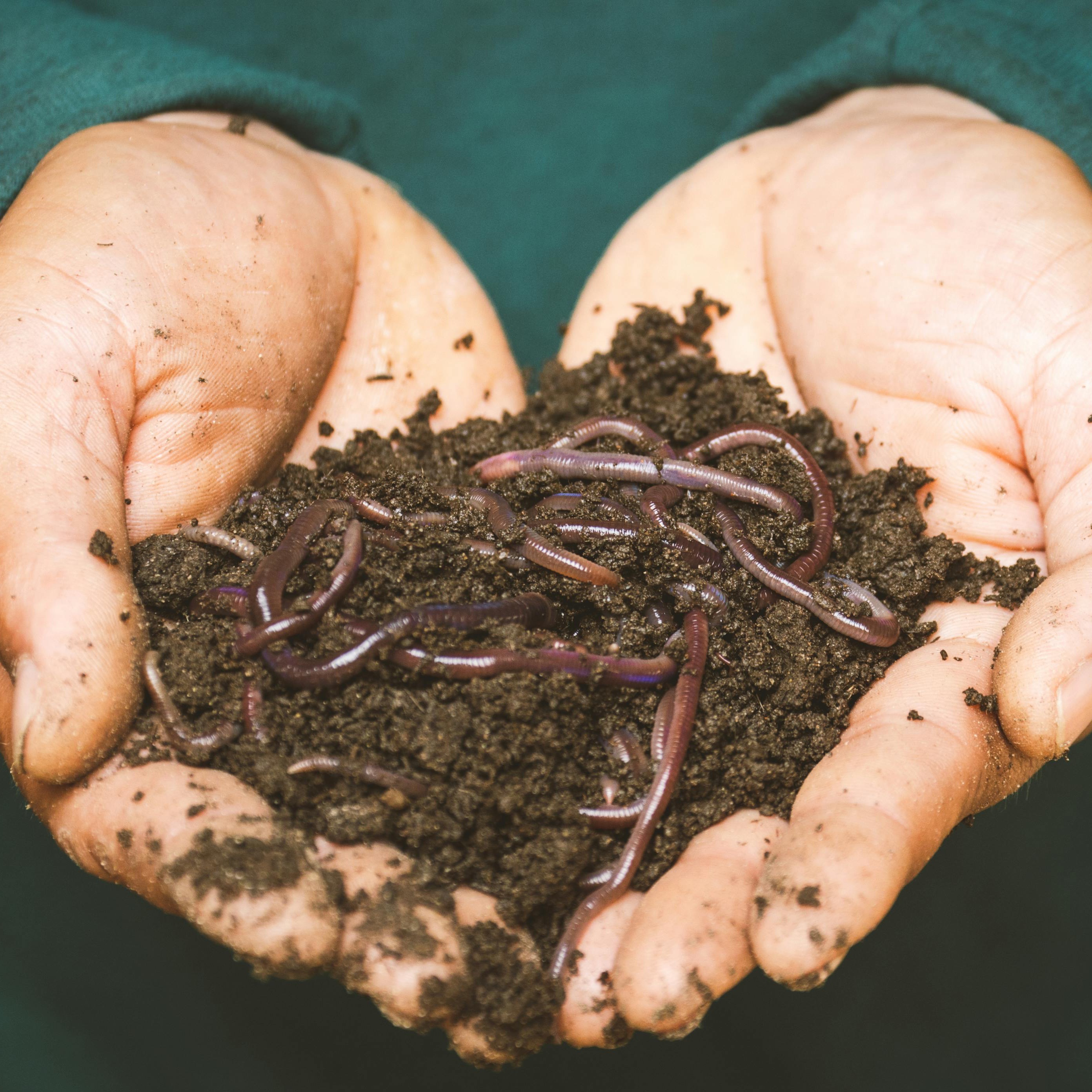 Composting: How We Return to our Place in the Cycle of Life