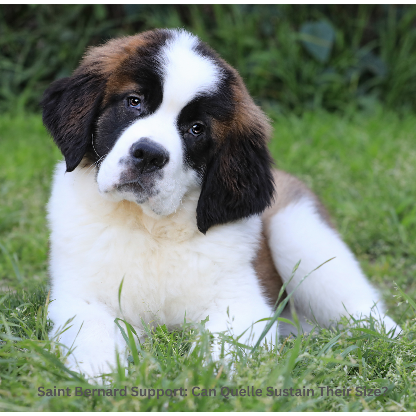 The Daily Bark: Your Daily Dose of Canine Conversations
