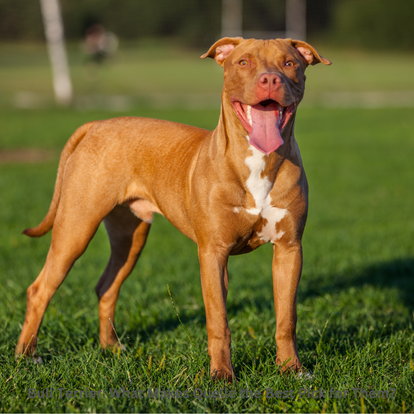 The Daily Bark: Your Daily Dose of Canine Conversations