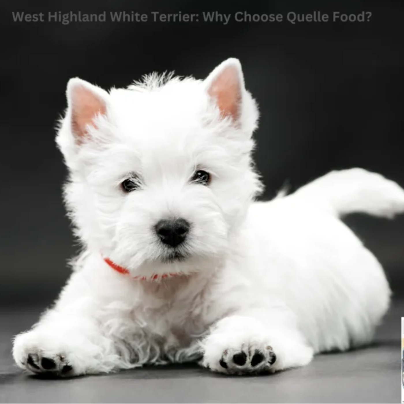 The Daily Bark: Your Daily Dose of Canine Conversations