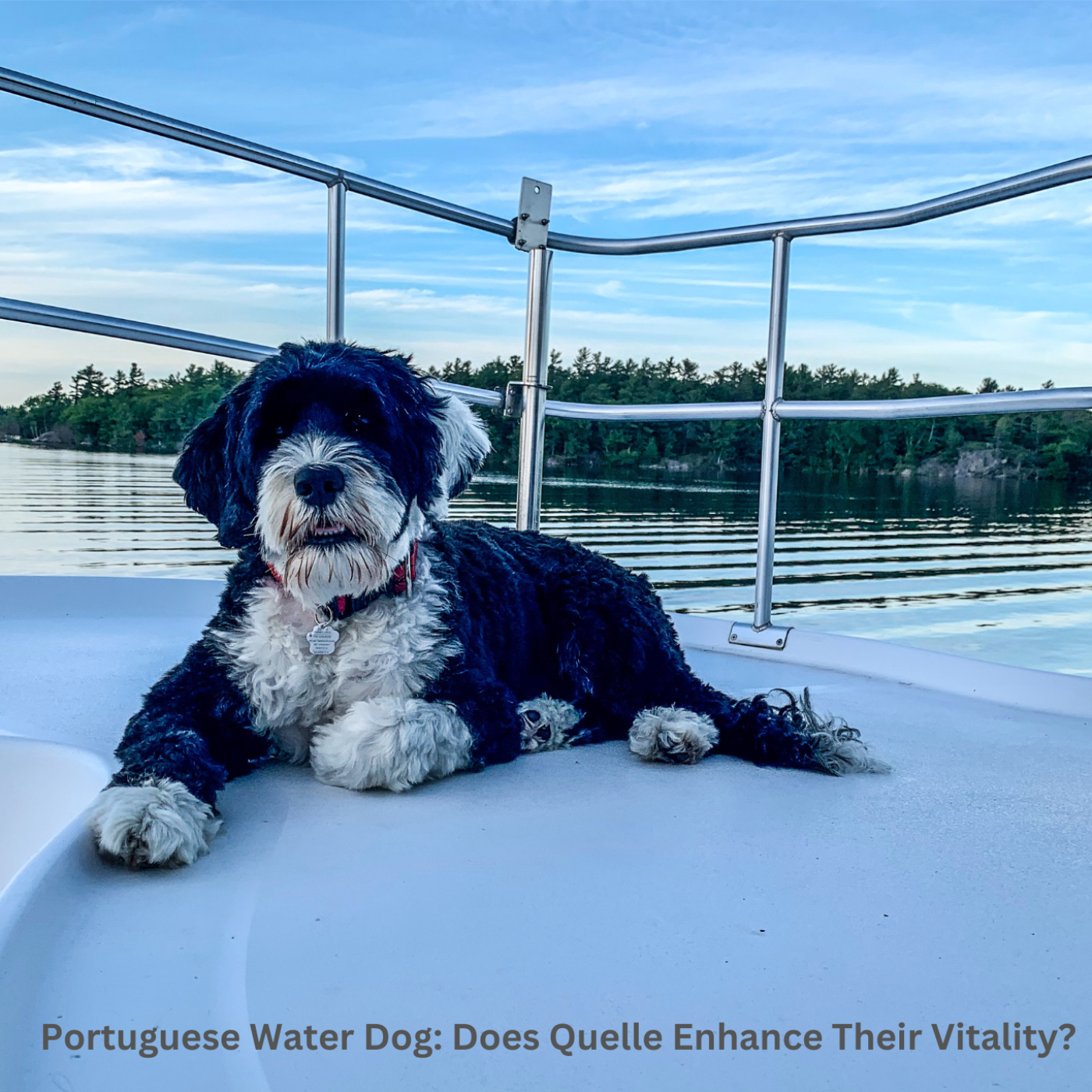 The Daily Bark: Your Daily Dose of Canine Conversations