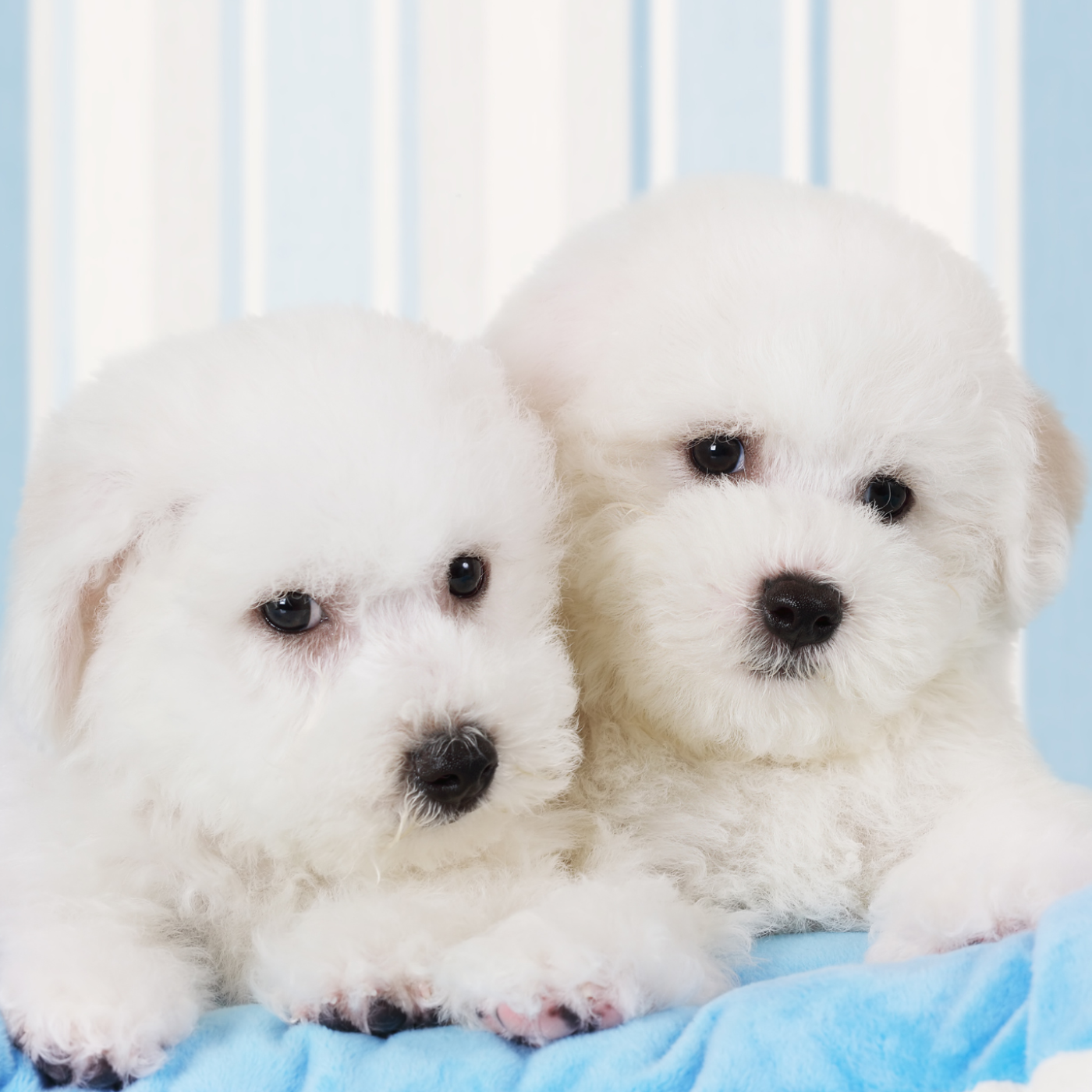The Daily Bark: Your Daily Dose of Canine Conversations