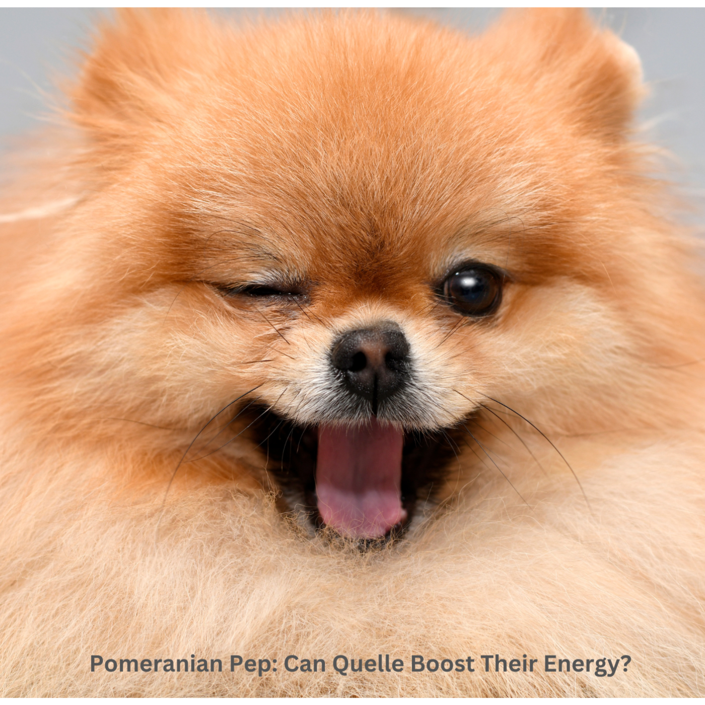 The Daily Bark: Your Daily Dose of Canine Conversations