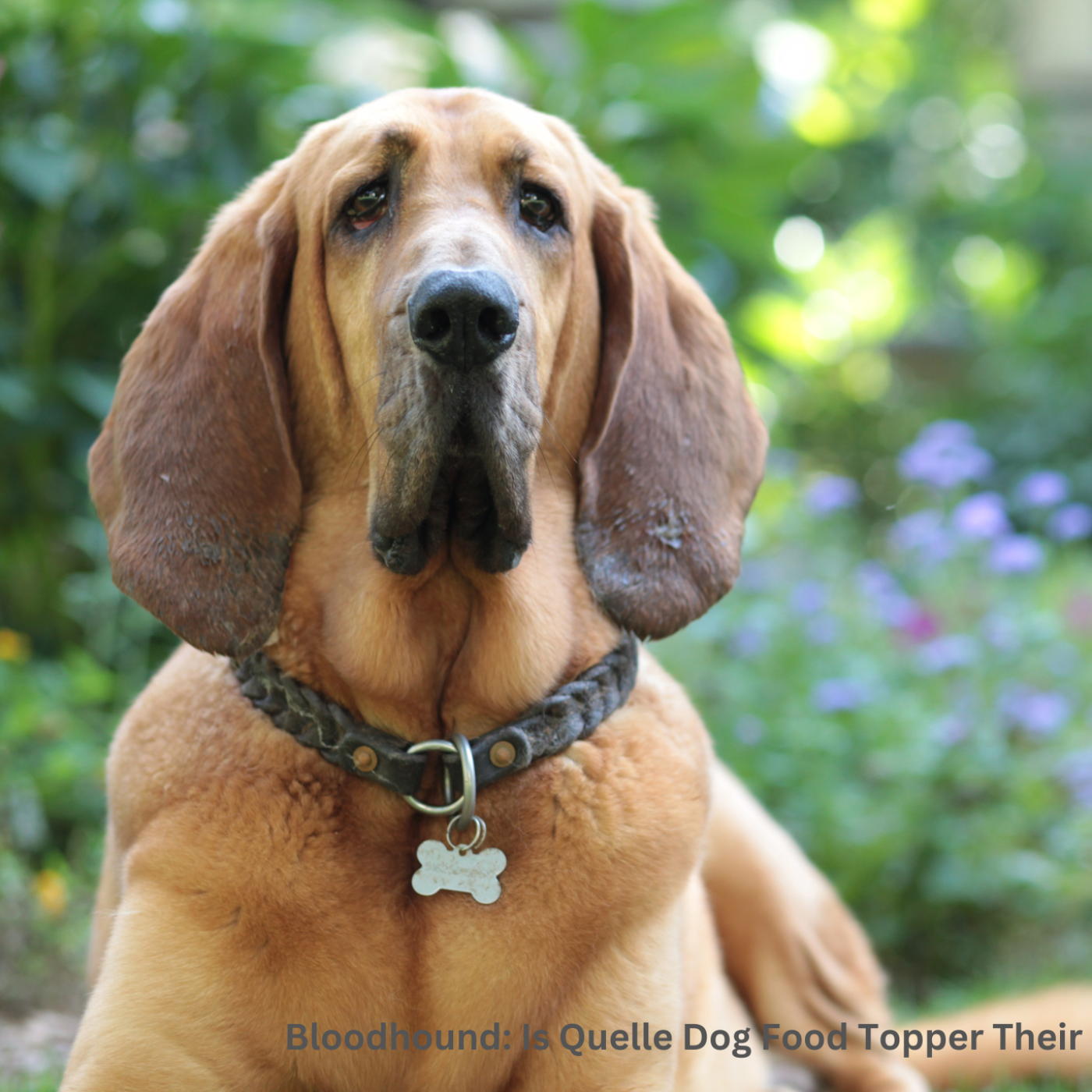 The Daily Bark: Your Daily Dose of Canine Conversations